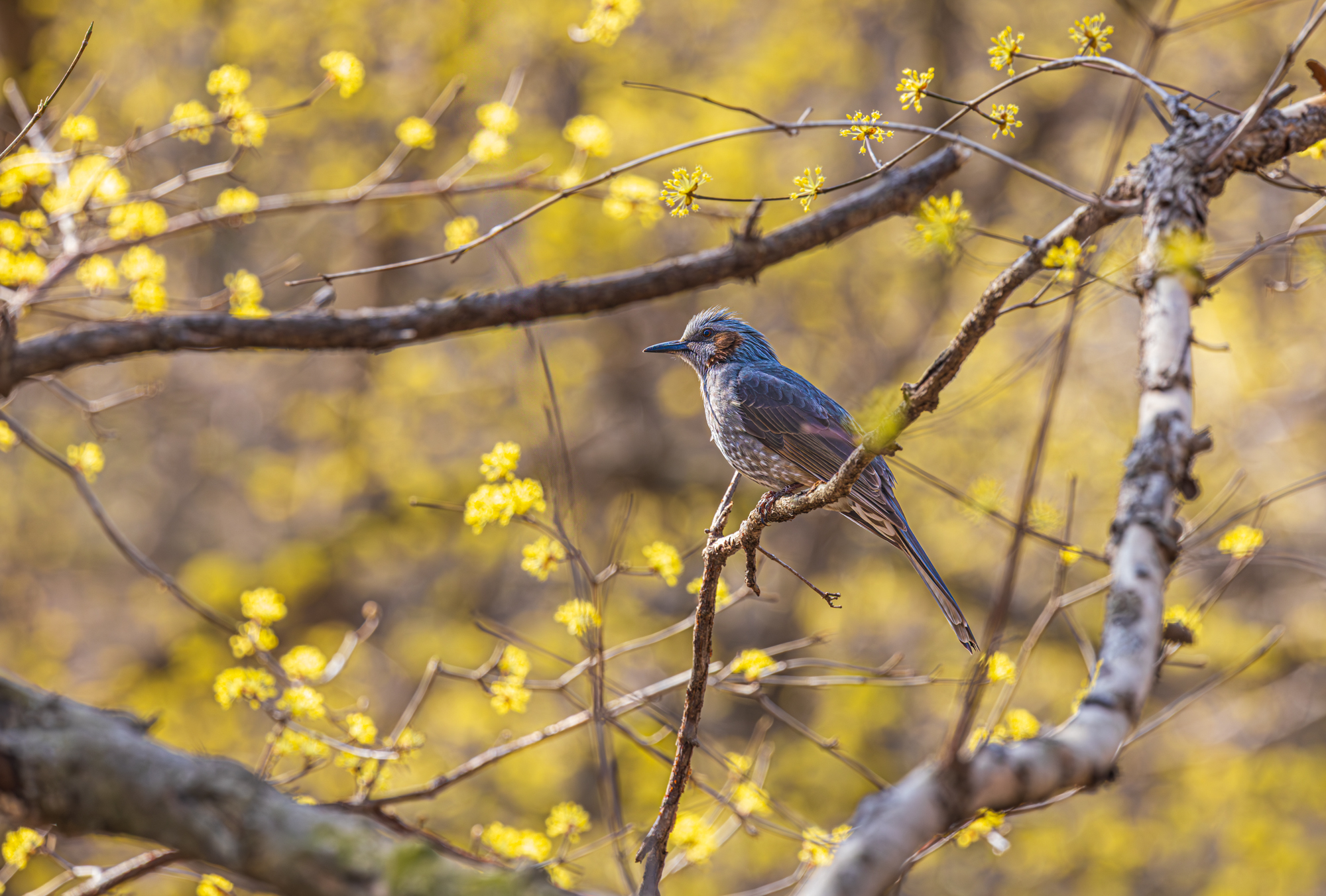 20250324-광양매화마을-0364 0K1A0364-향상됨-노이즈 감소.jpg