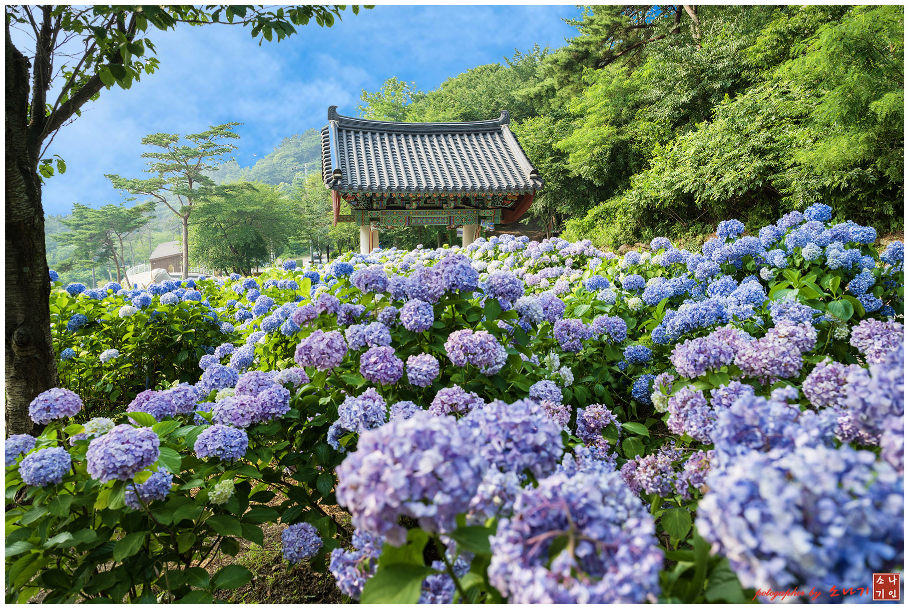 부석사 수국 복사.jpg