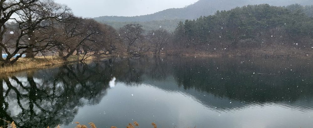 봄눈내리는반곡지1....jpg