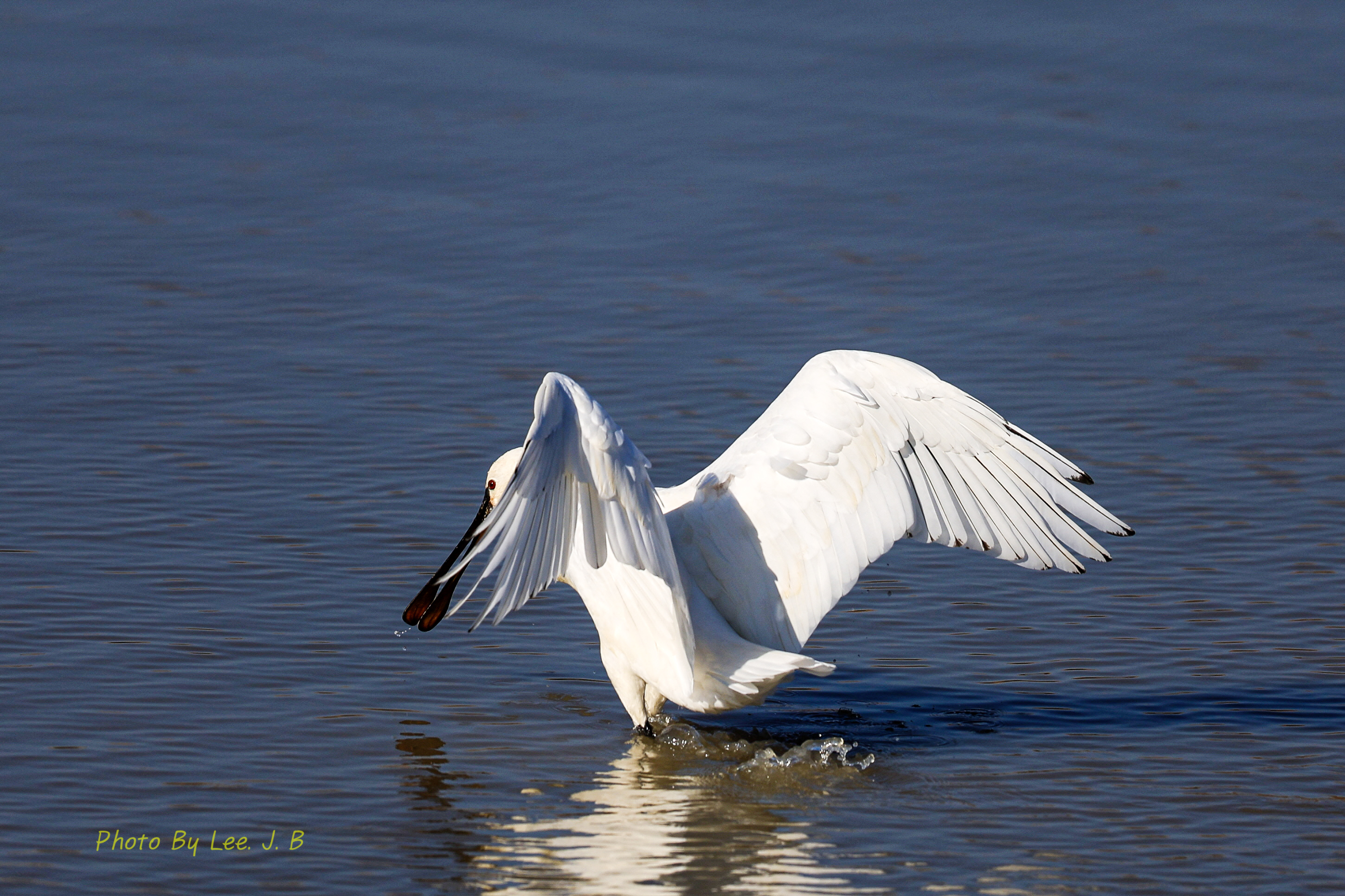 20231203-주남저수지 (45).JPG