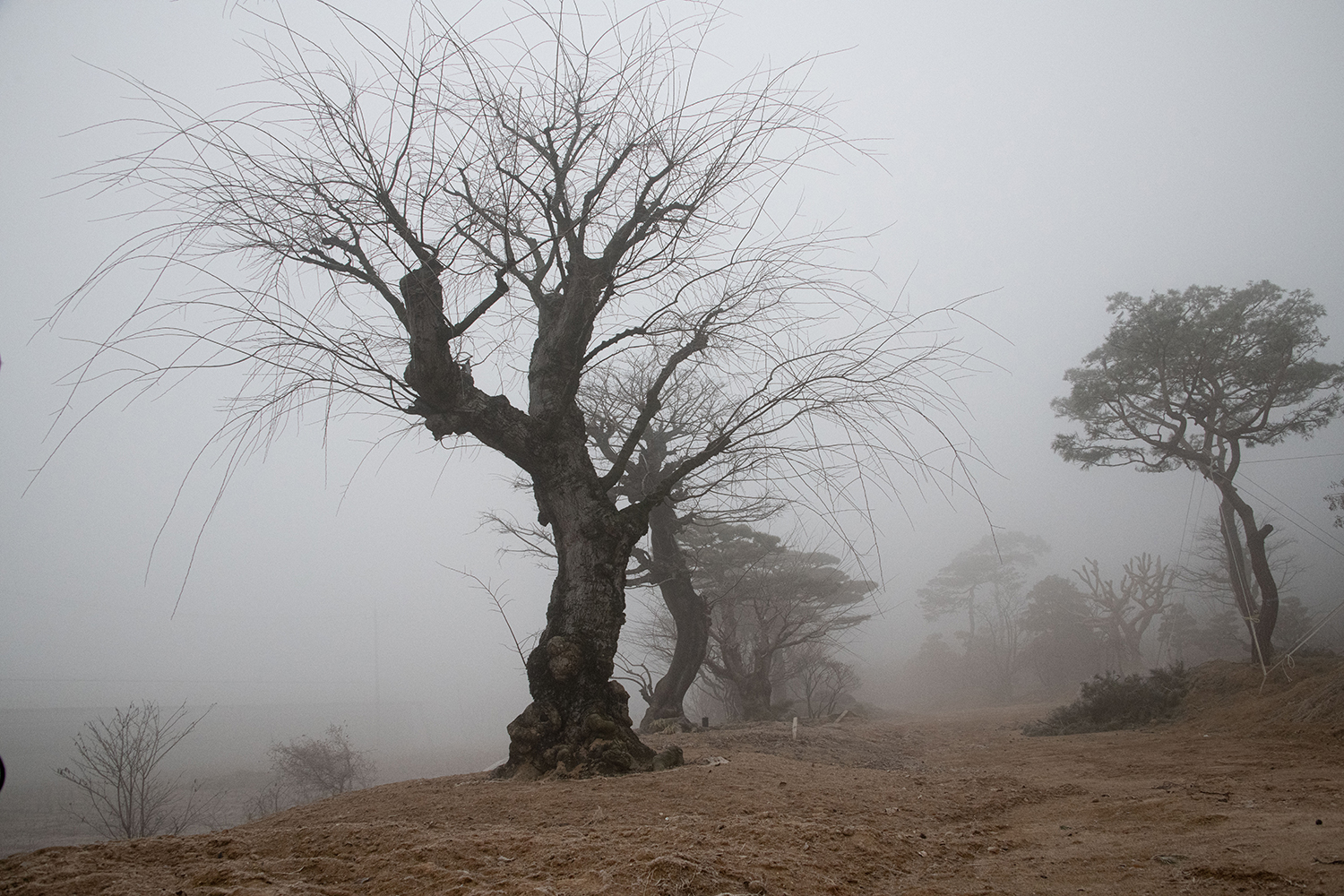 안갯속의 나목들.jpg