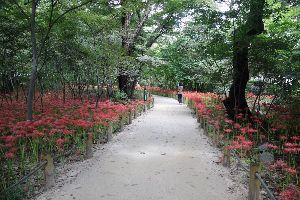 상림의 상사화2...jpg