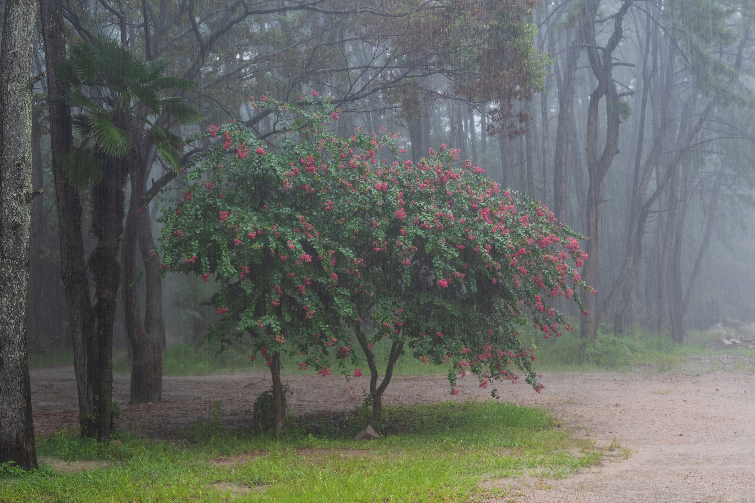 DSC07142_adj copy.jpg