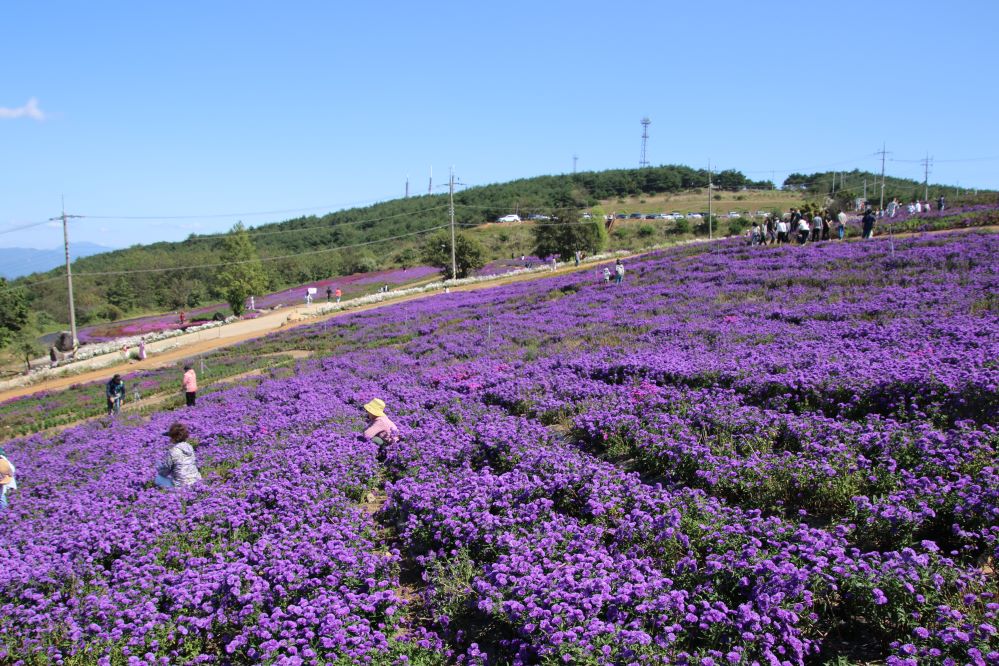 감악산의 국화..2.jpg