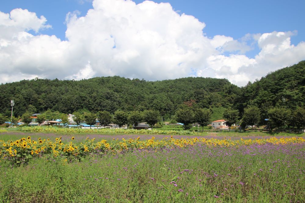 상림의 꽃1...jpg