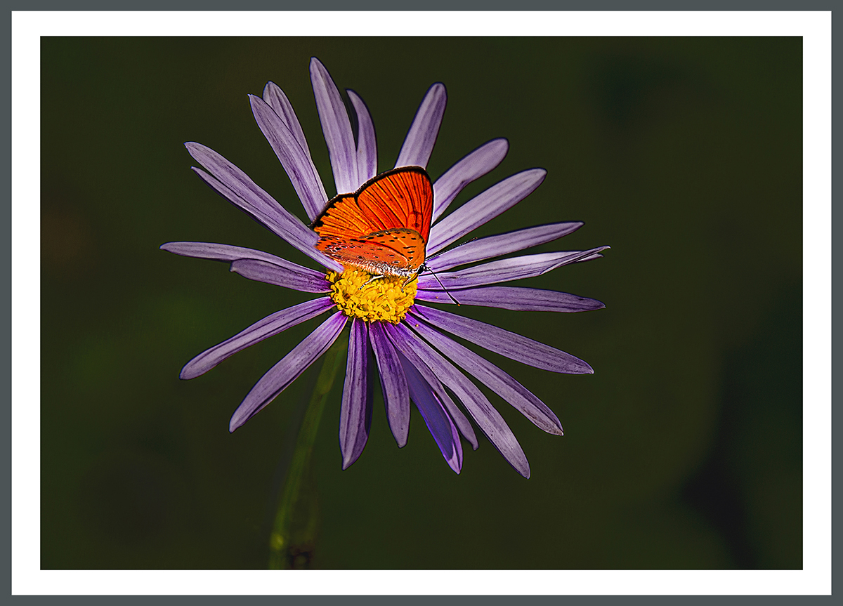 DSC06388 복사 3홈피.jpg