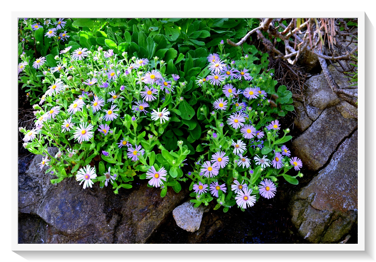 DSC_3668 - 복사본.JPG