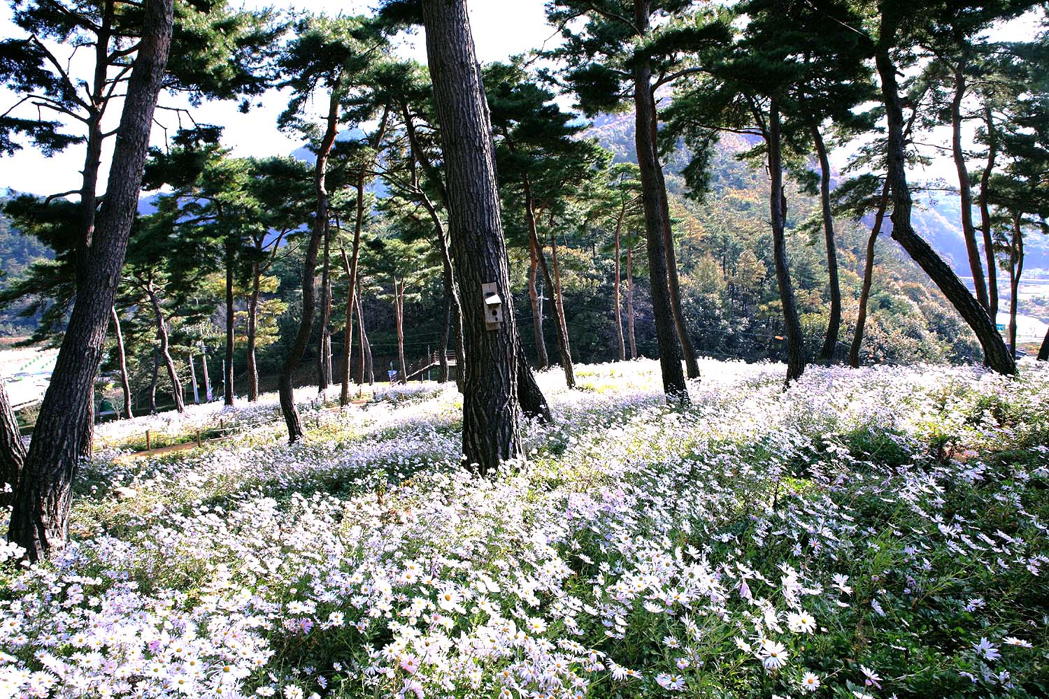 옥정호 구절초425.JPG