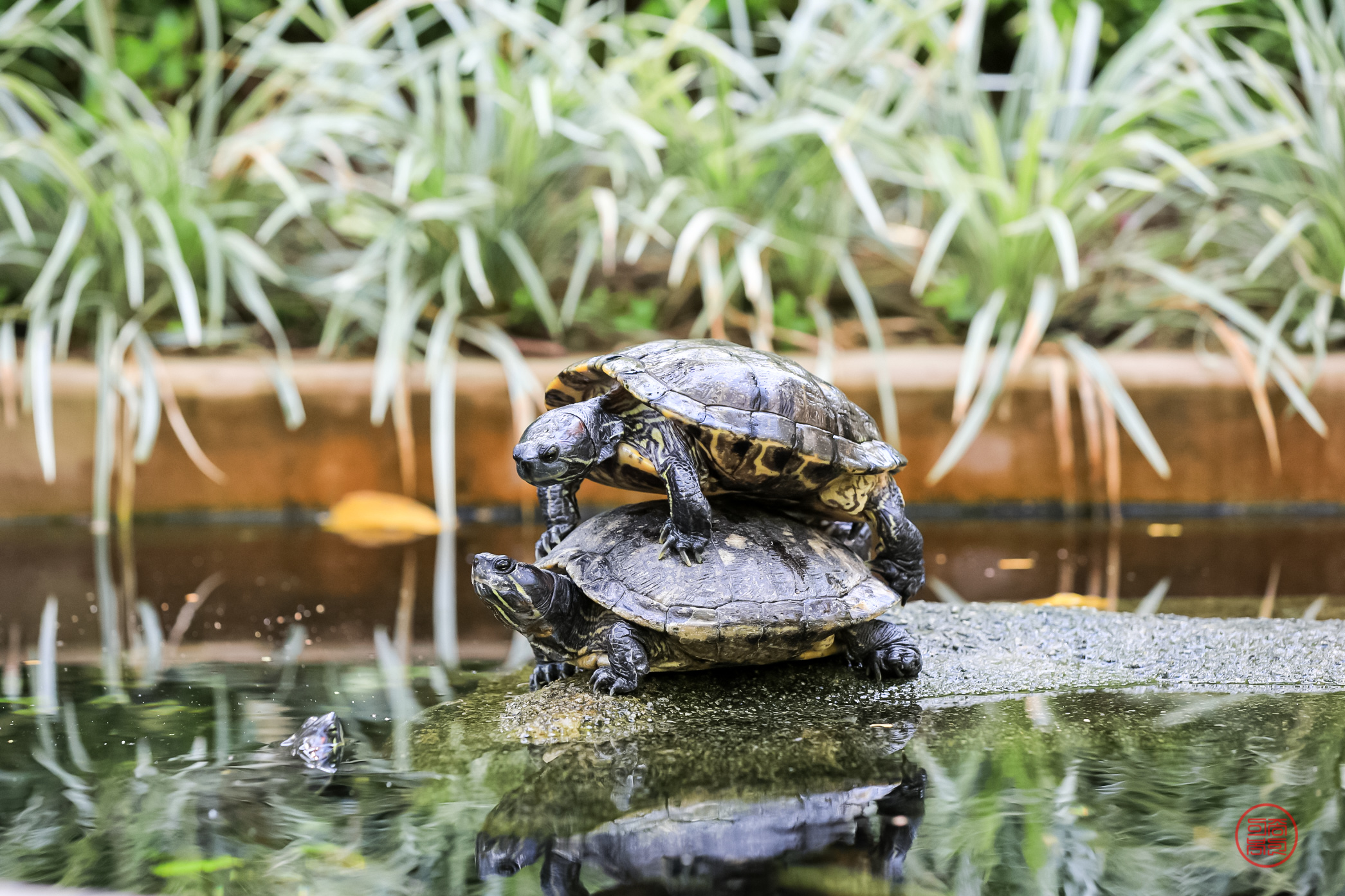 20230929-파드마 우붓 (18).JPG