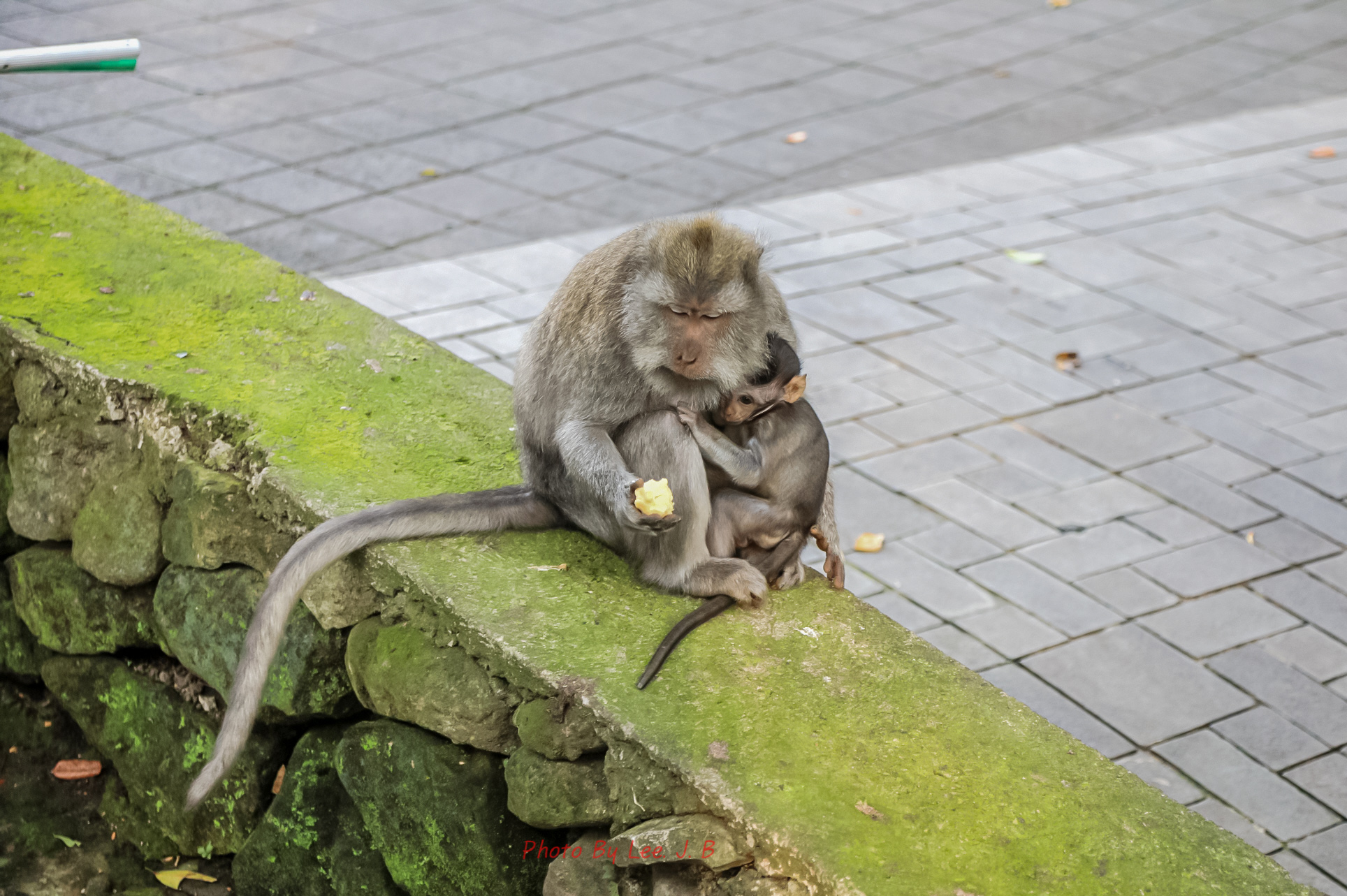 20230930-원숭이 숲 (36).JPG