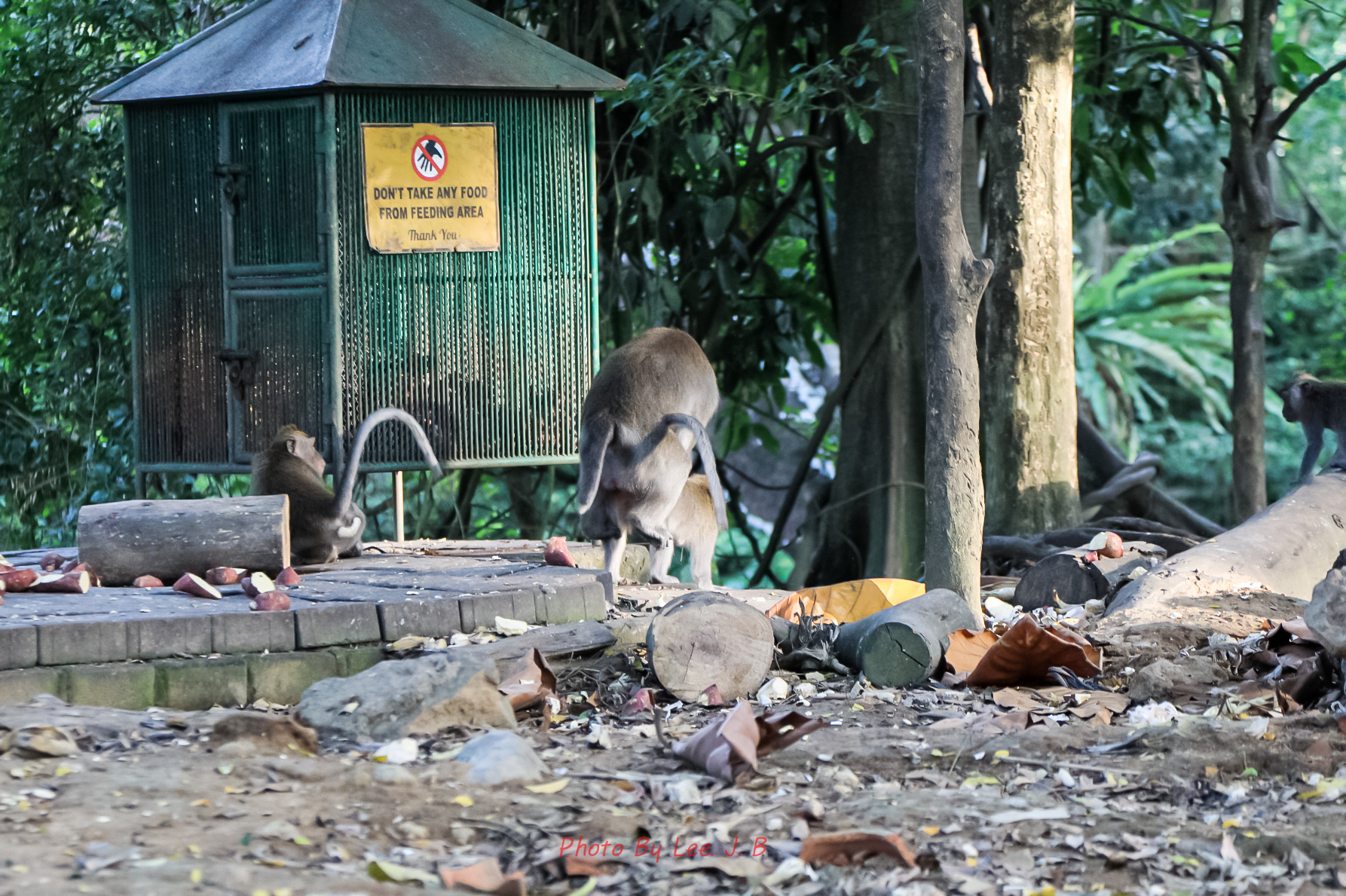 20230930-원숭이 숲 (22).JPG