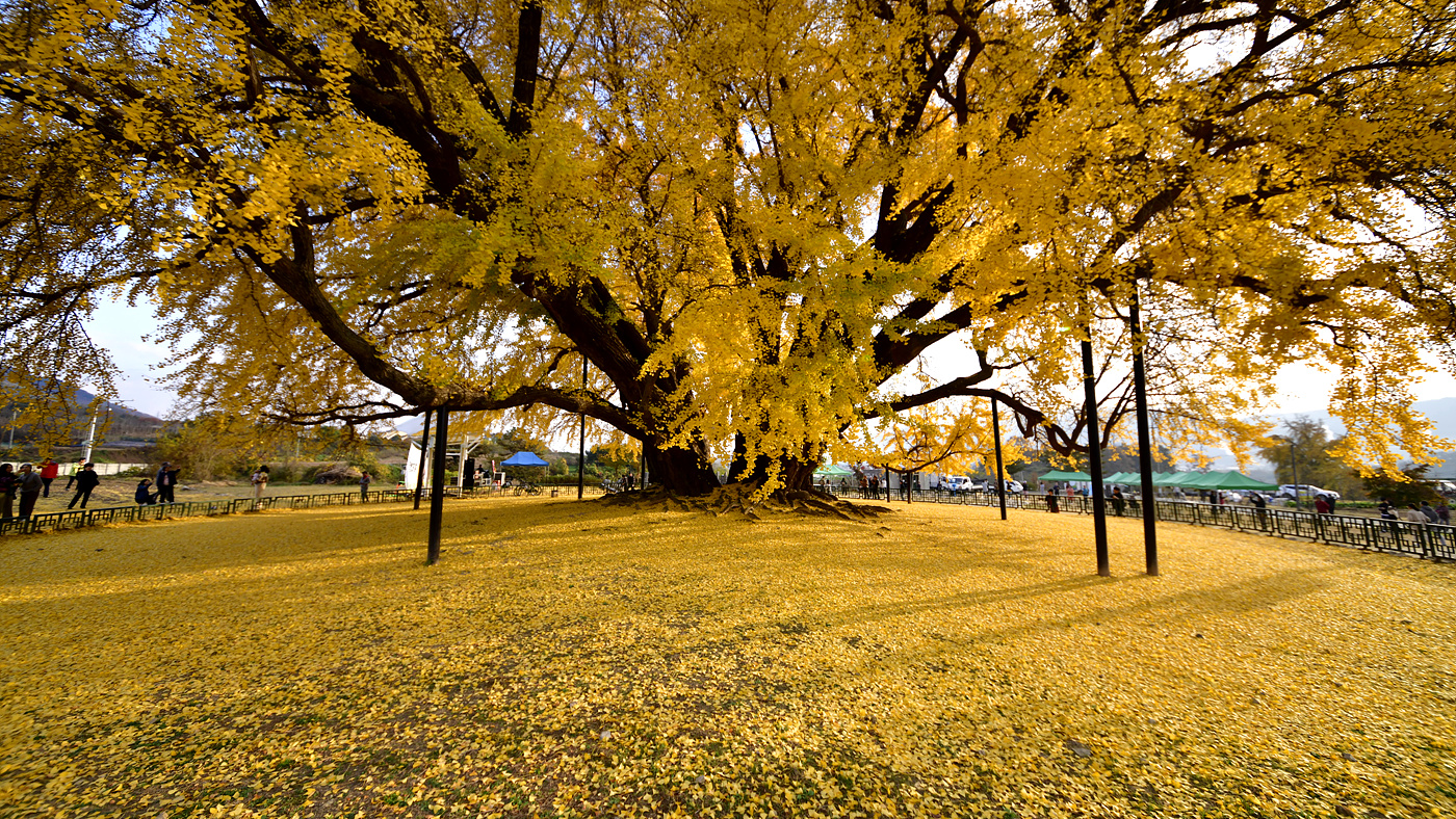 20231103 반계리은행나무_0071_view-pw_cr.jpg