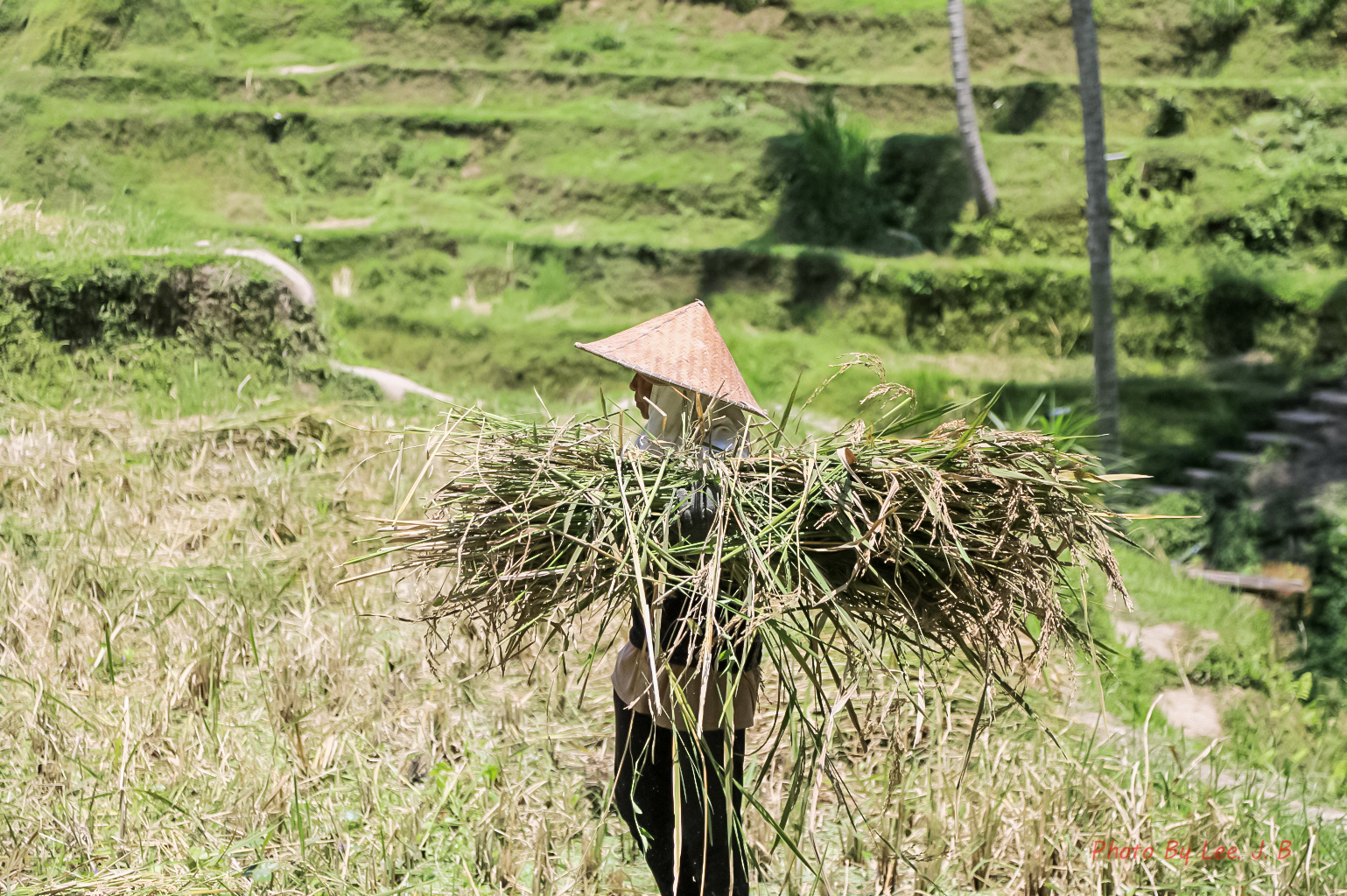 20231001-뜨갈라랑 라이스 (25).JPG