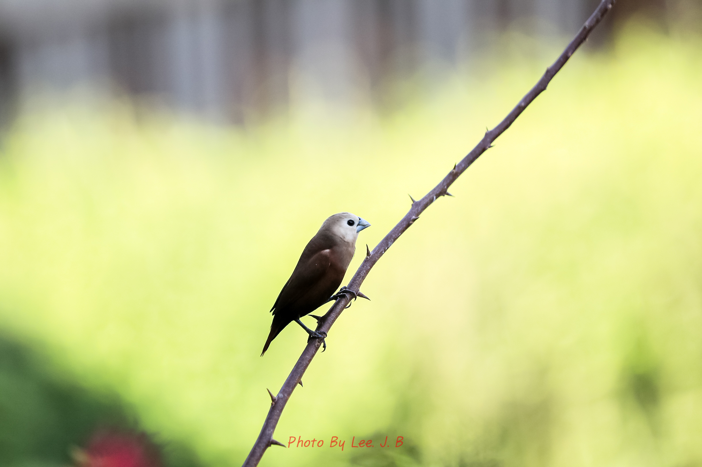 20231002-사누르 하야트 (16).JPG