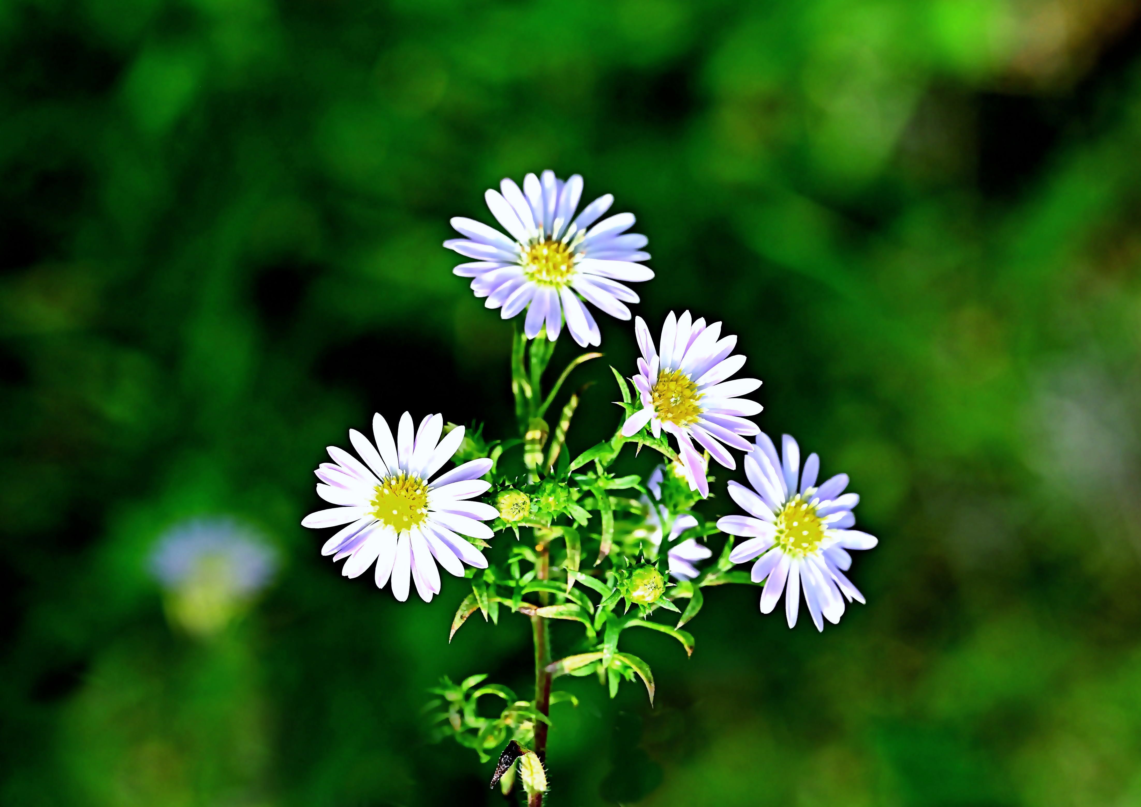 아네모네 블란다 .jpg