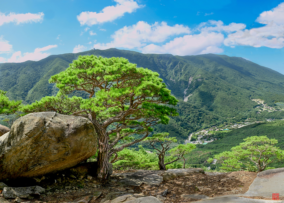 백운산 소나무(유).jpg
