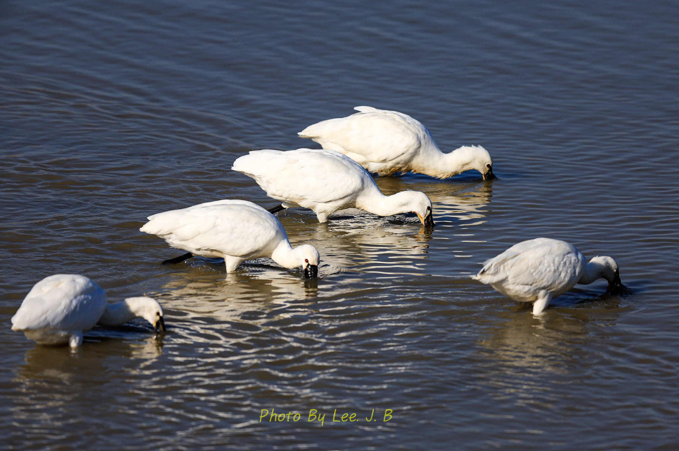 20231203-주남저수지 (64).JPG