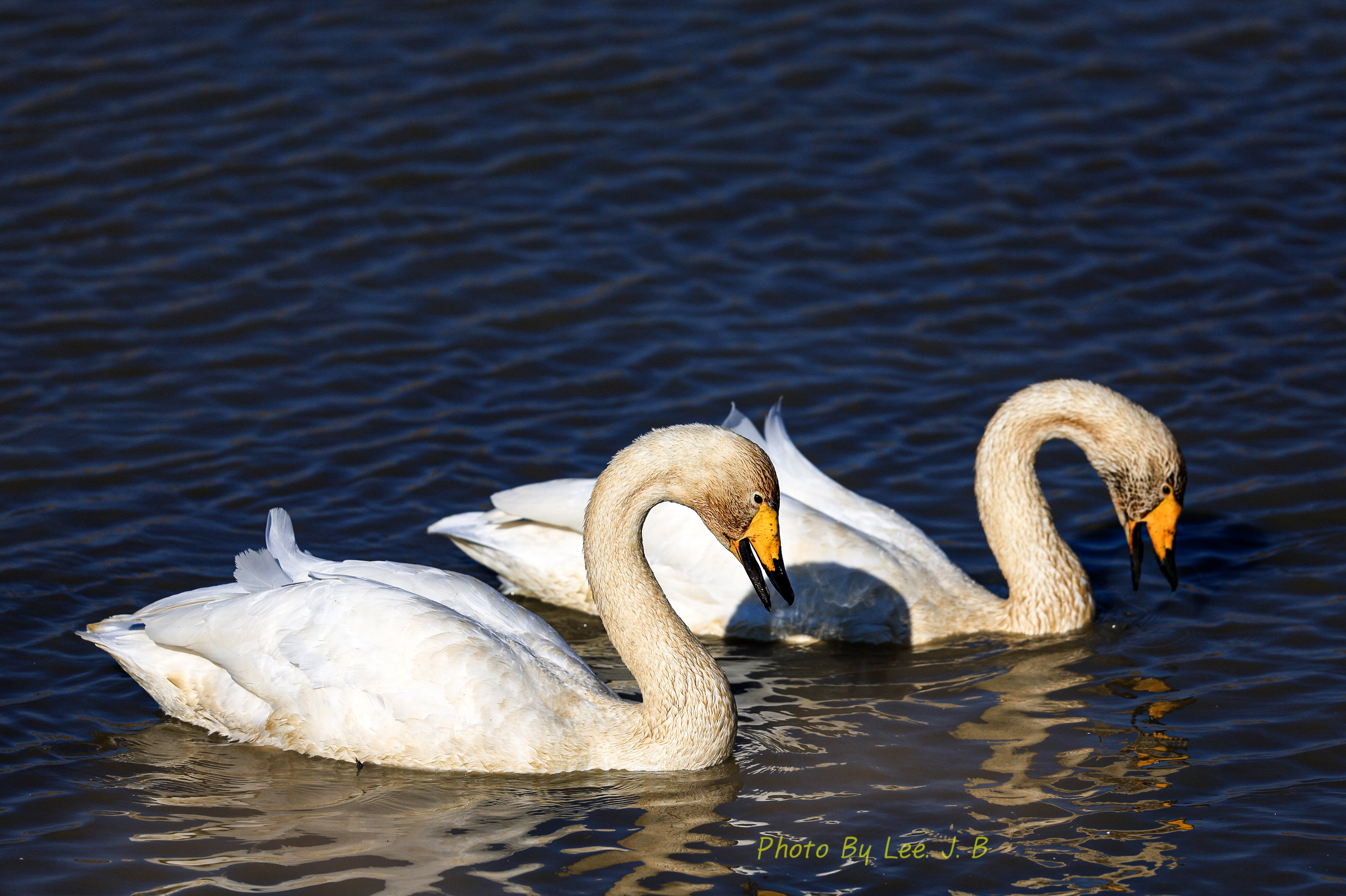 20231203-주남저수지 (81).JPG
