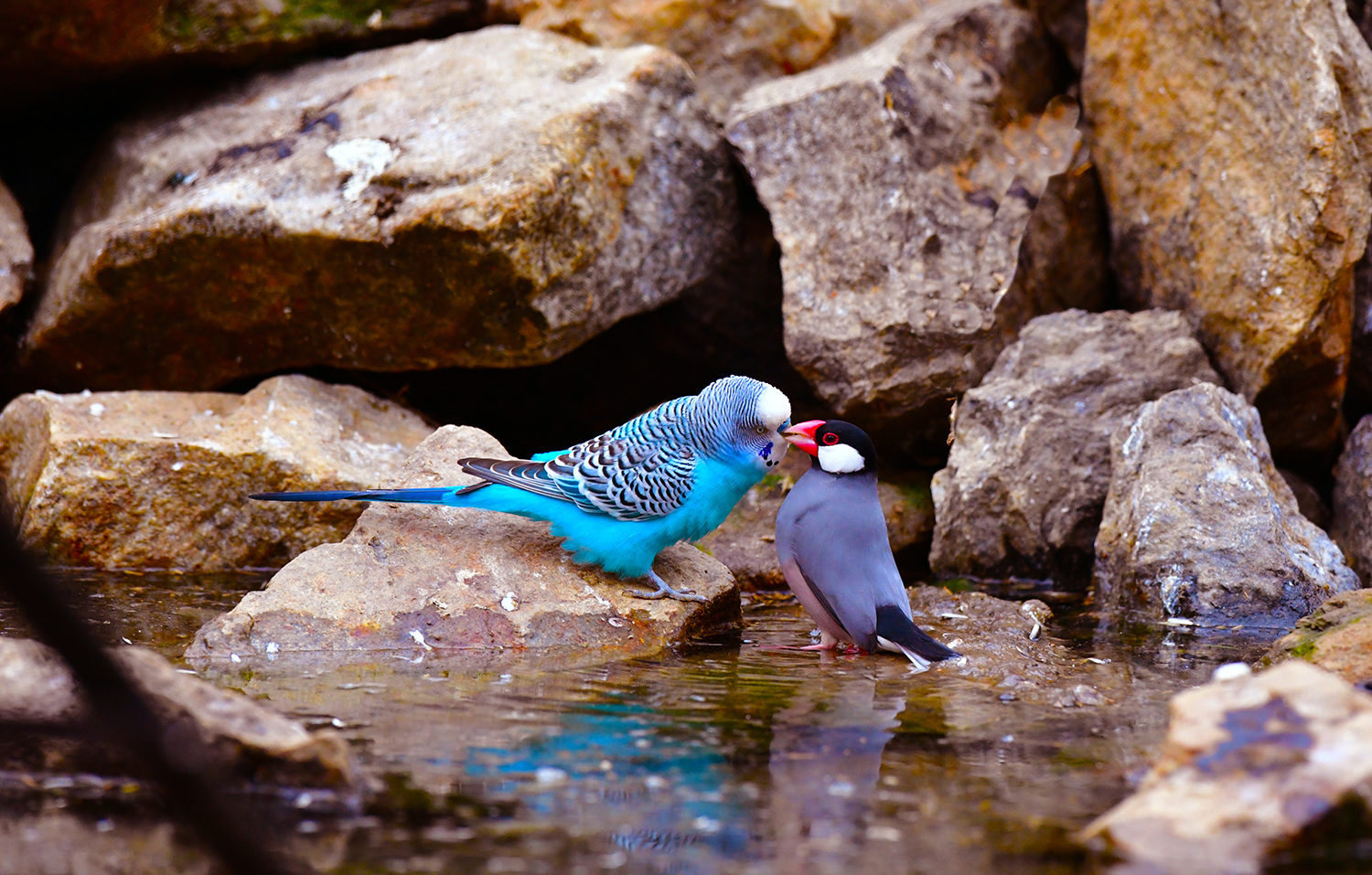 앵무새와 문조의 사랑.jpg