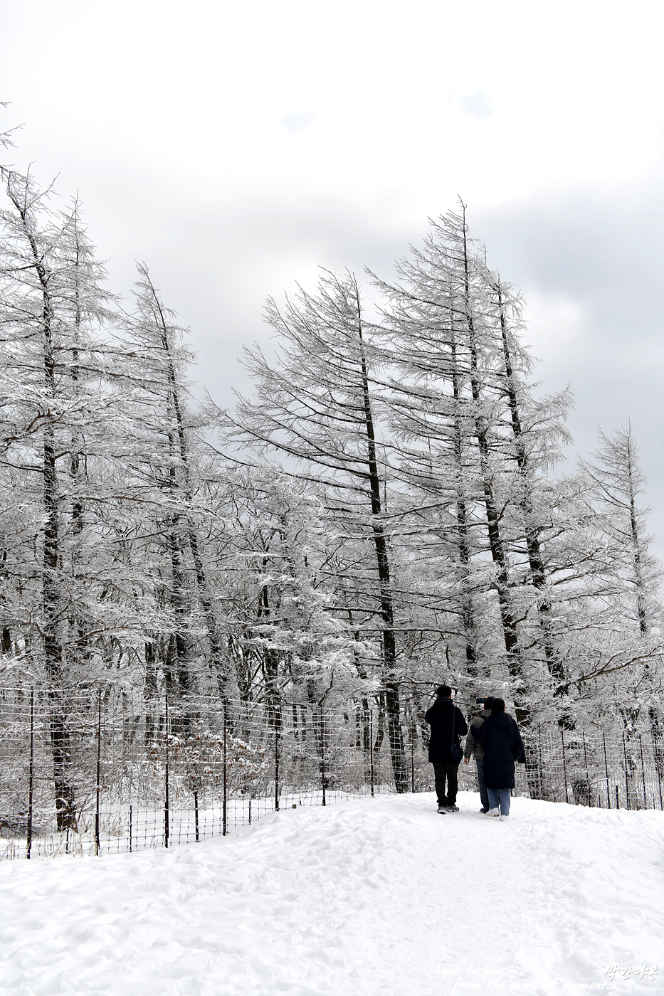 20240101 대관령양떼목장_0239_view-pw.jpg