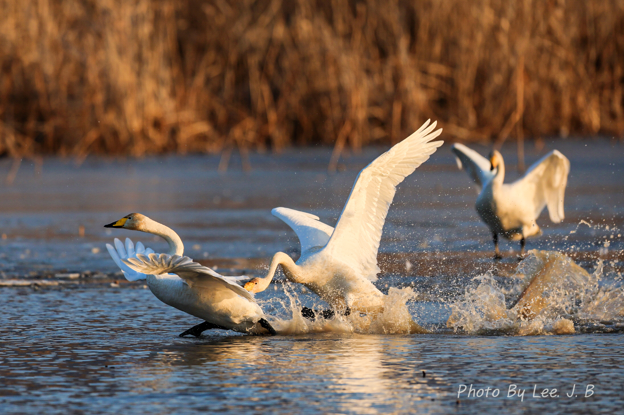 20231224-맥도생태공원 (29).JPG