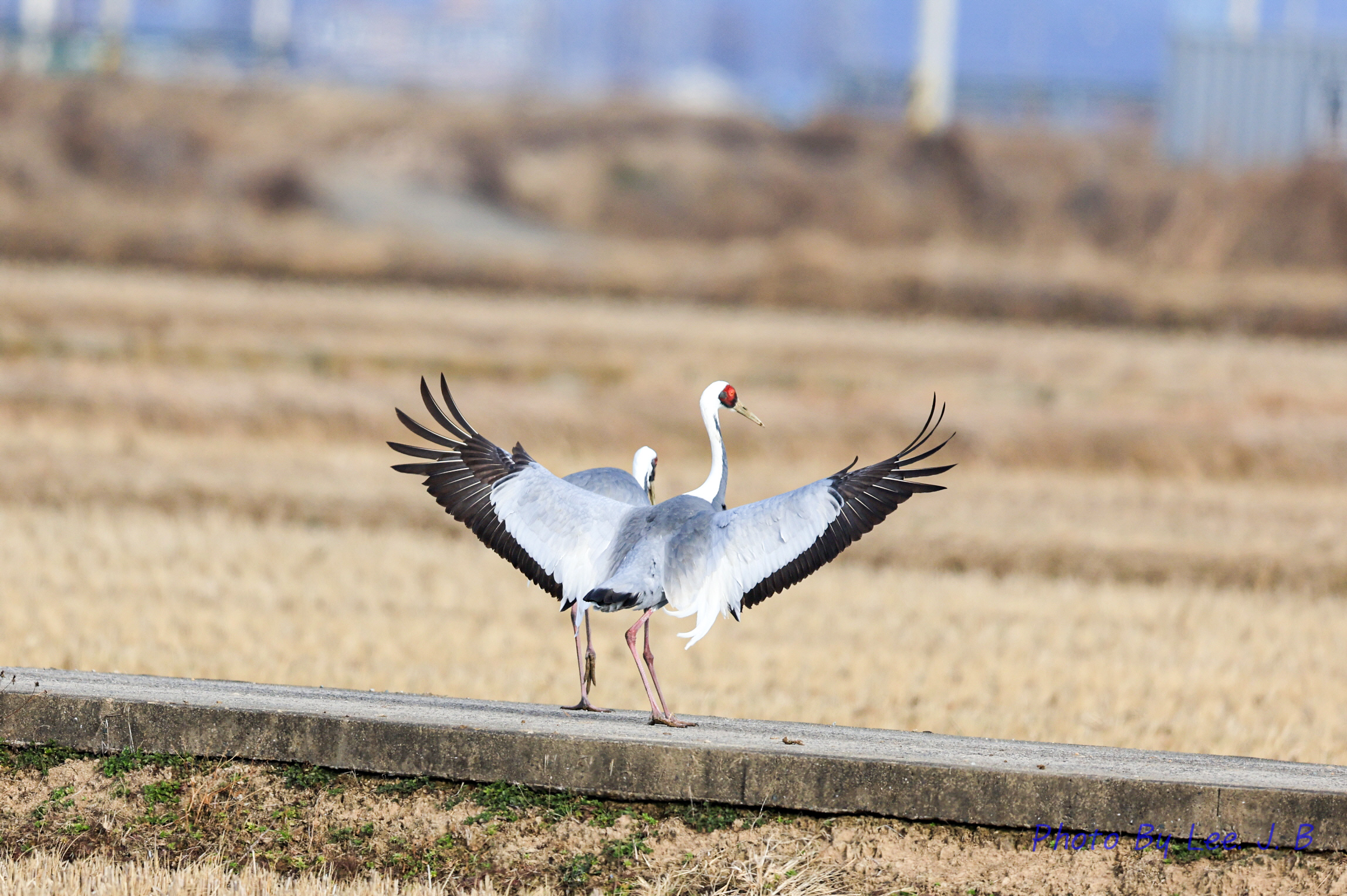 20231224-주남저수지 (39).JPG
