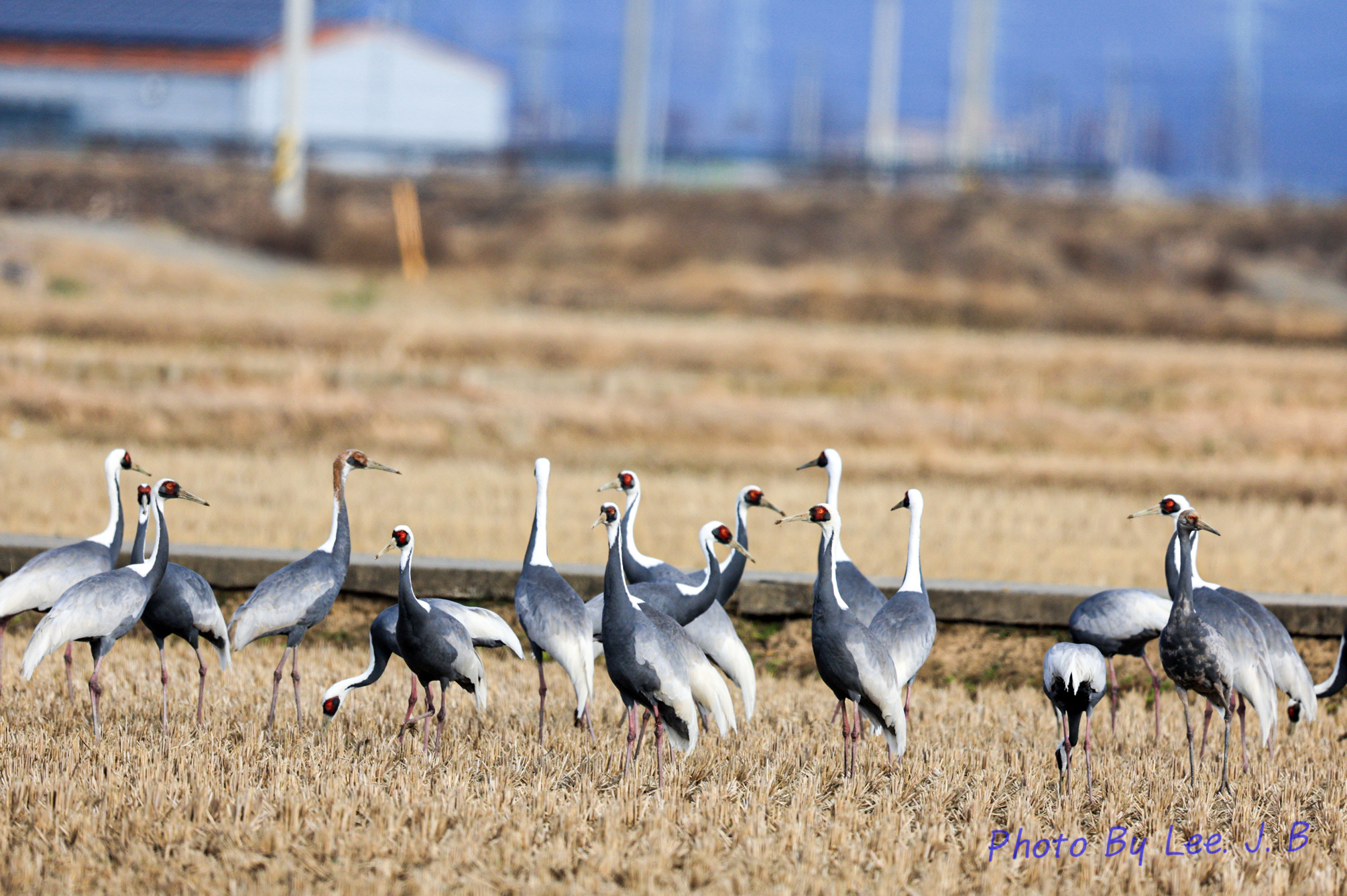 20231224-주남저수지 (17).JPG