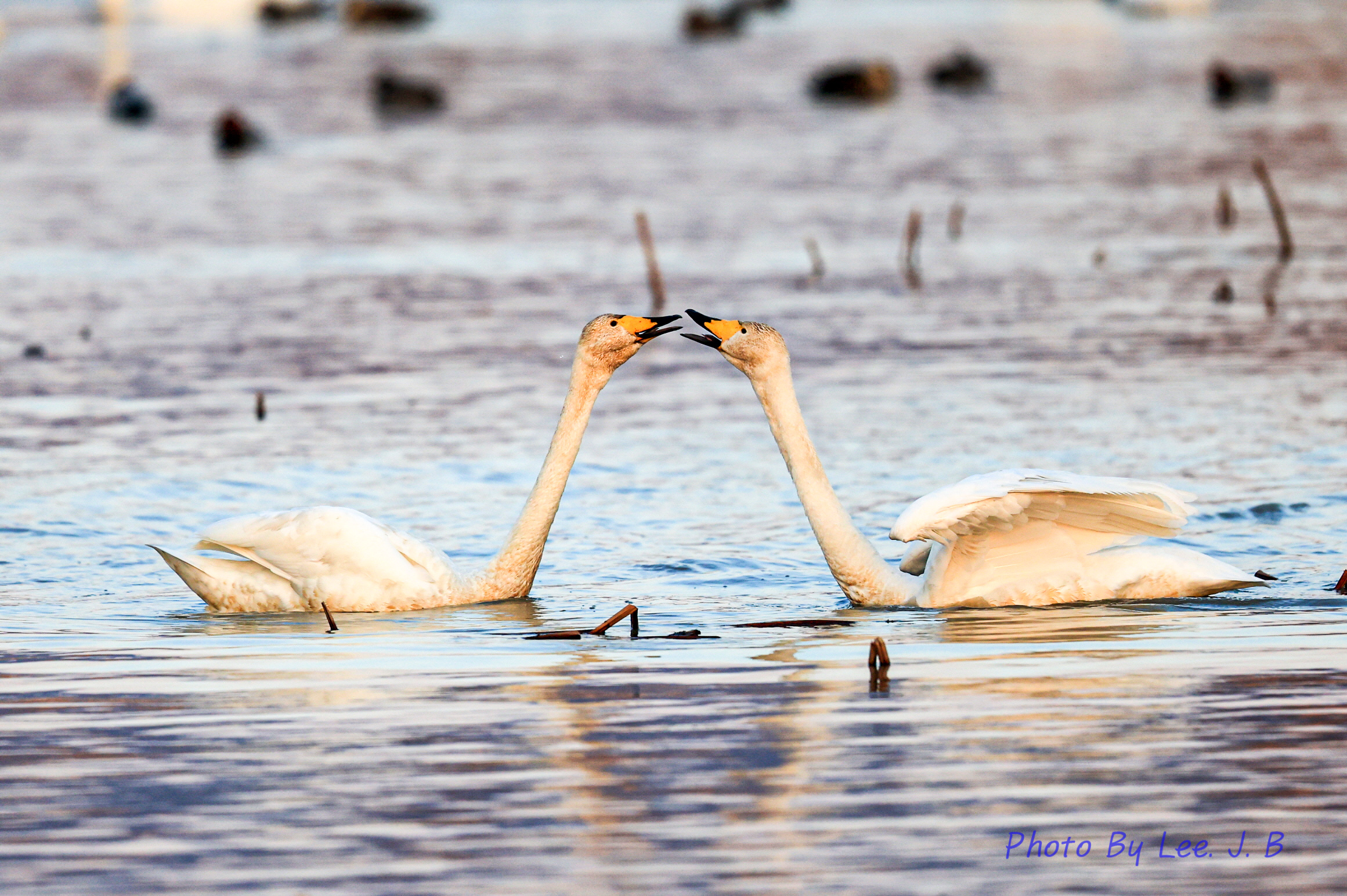 20231224-맥도생태공원 (106).JPG