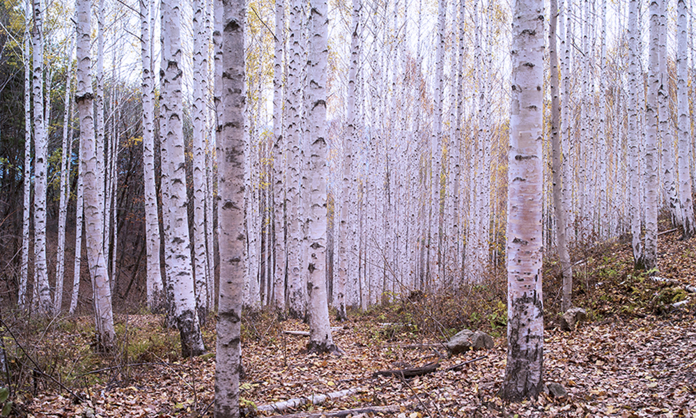 자작숲.jpg