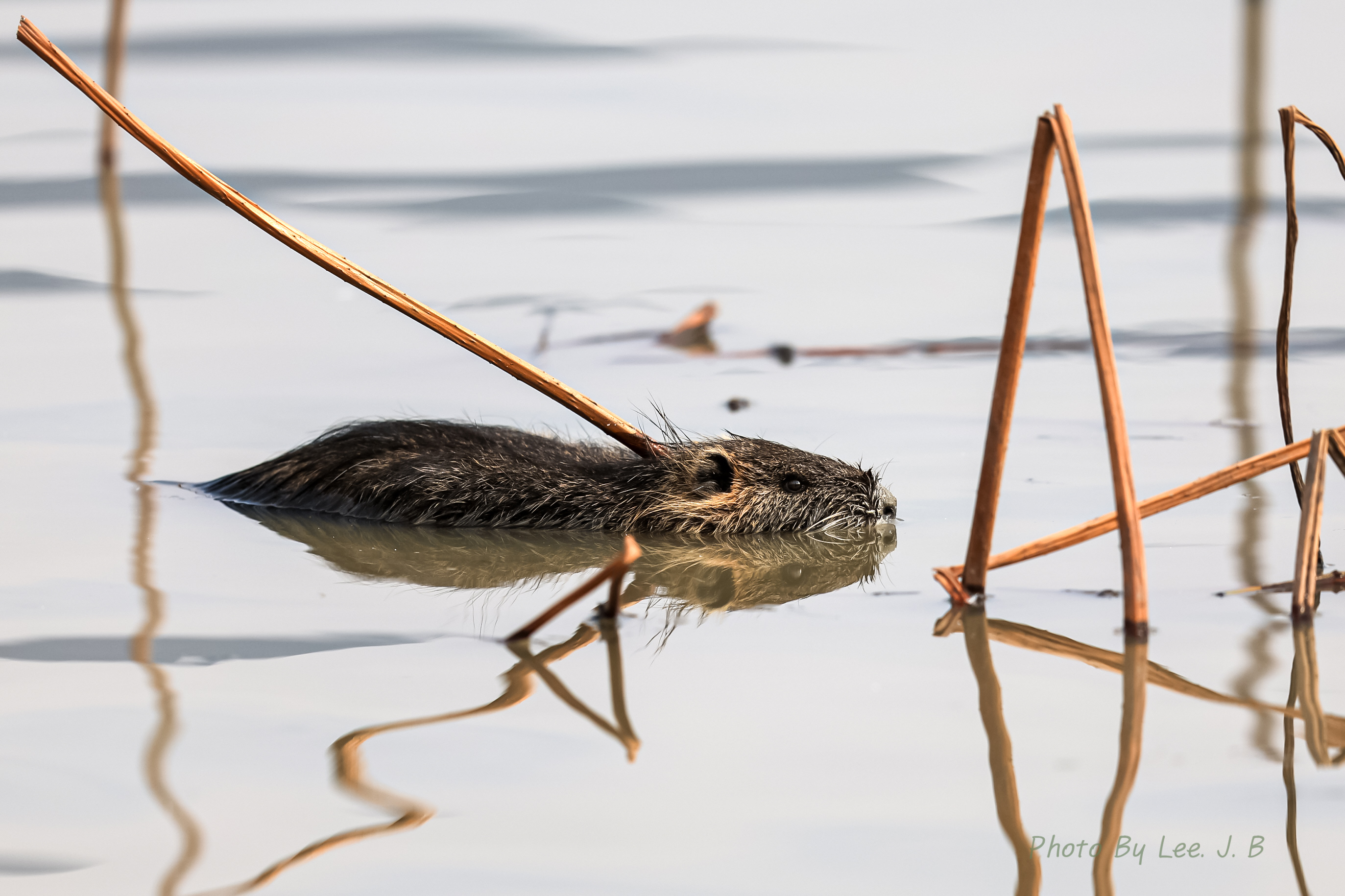20231230-맥도생태공원 (2).JPG