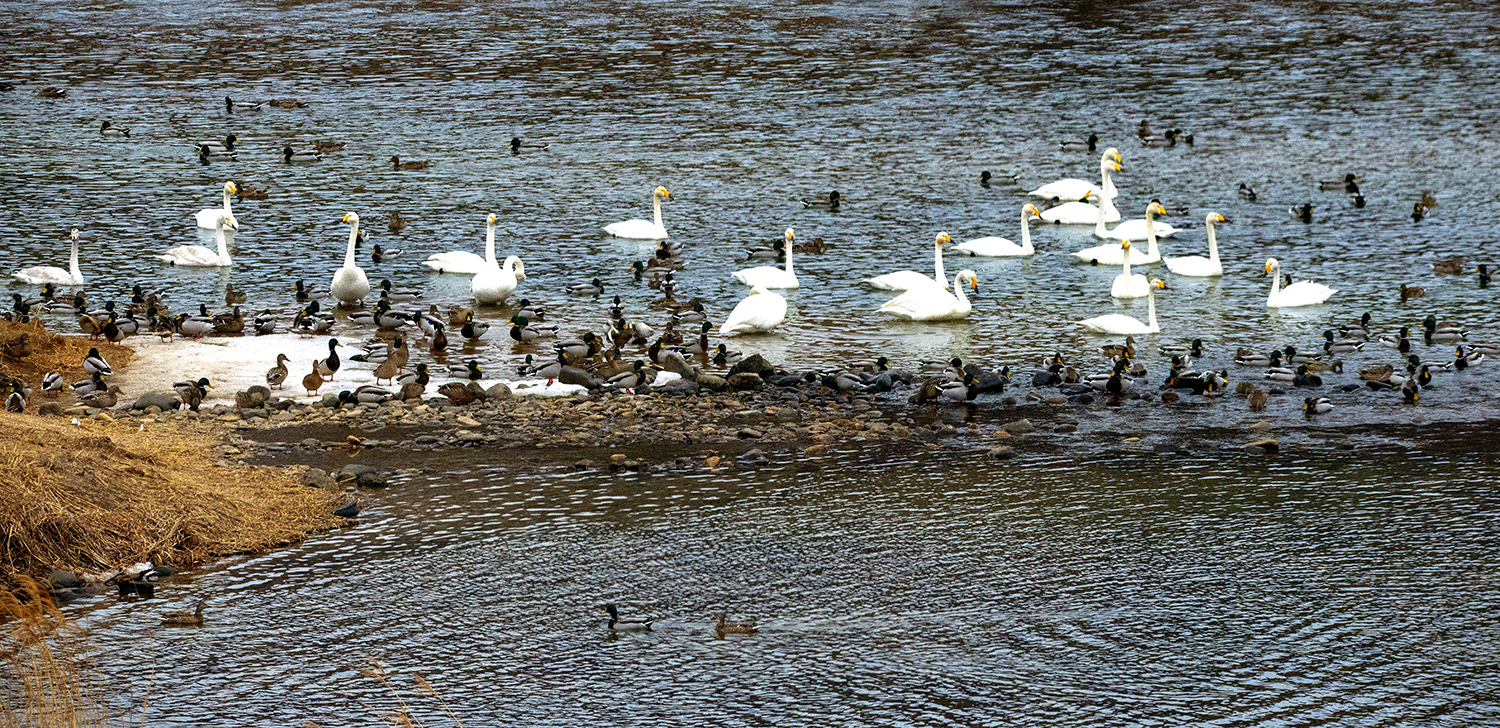 고니와 친구들.JPG