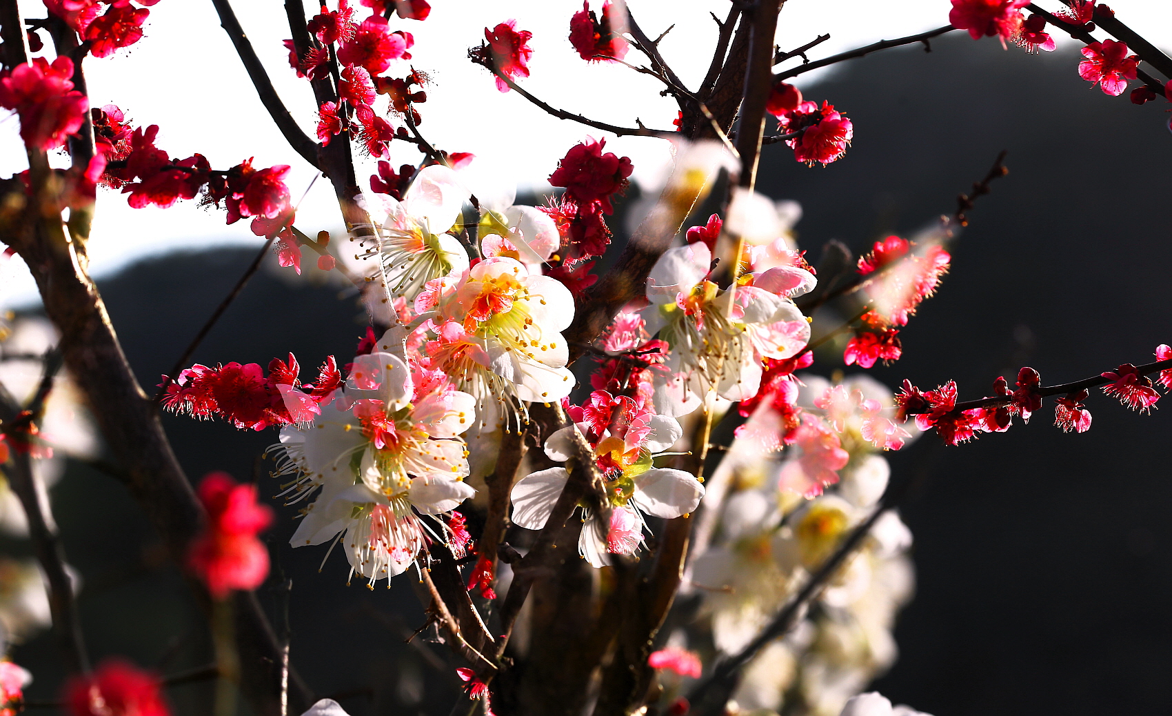 붉은 매화144A8610.JPG