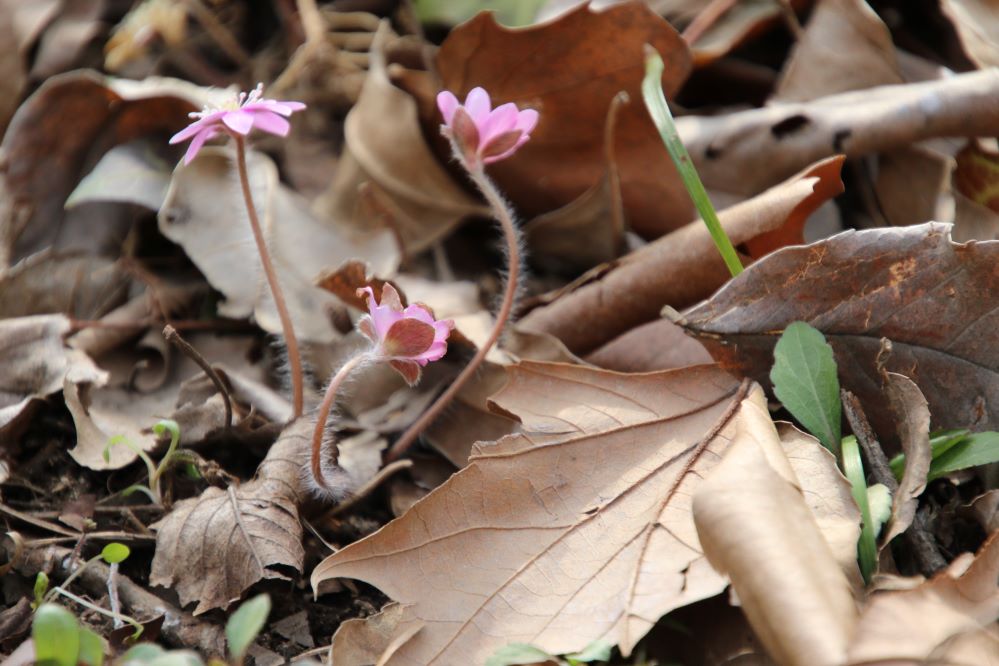 대구수목원의 홍노루귀1...jpg