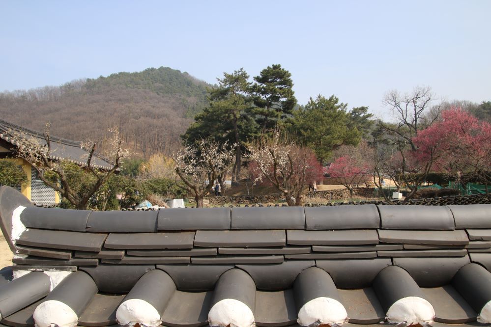 담넘어오는 봄2...jpg