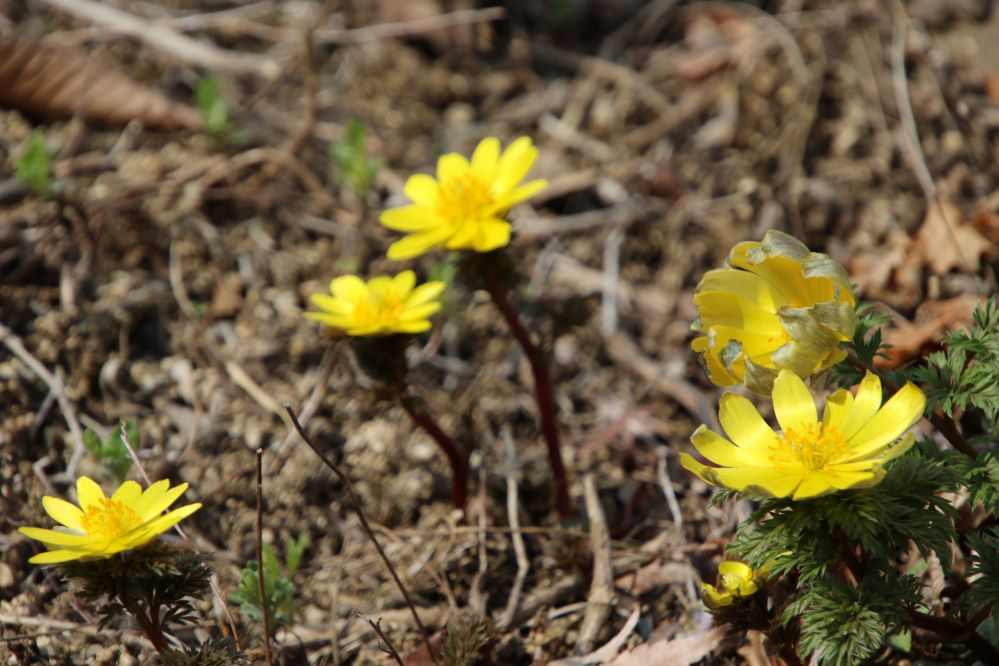 수목원의 복수초...jpg