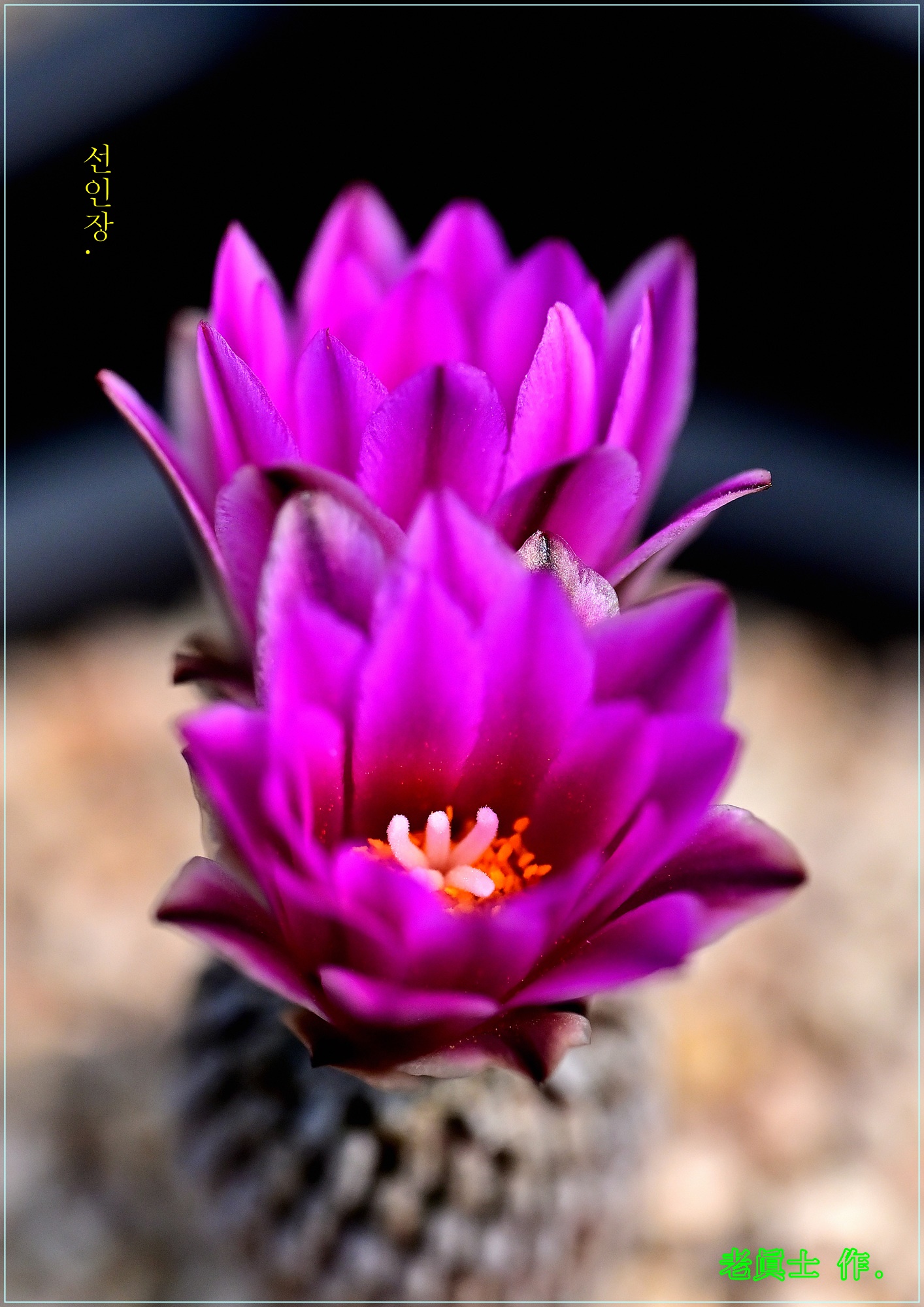 휗9. 해화d-ㄹ-109982-13488.jpg