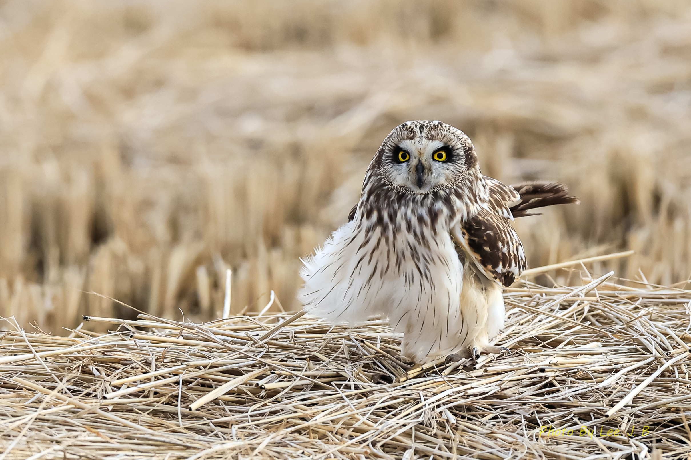 20240217-쇠부엉이 (4).jpg