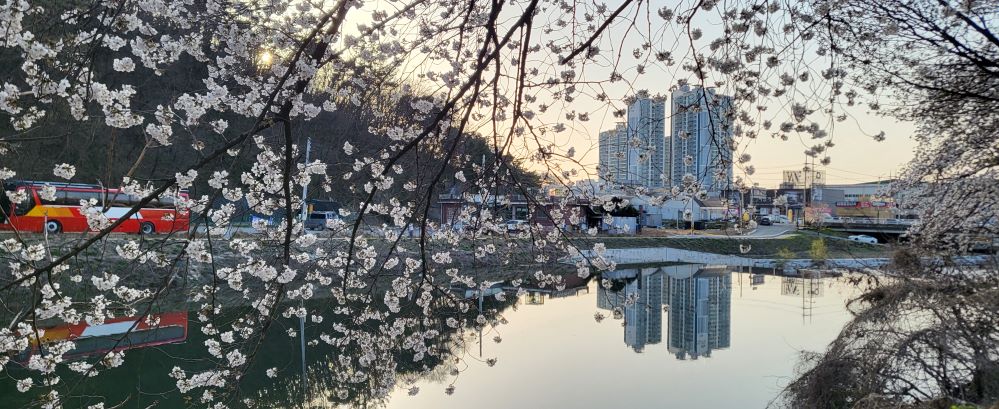 옥포벚꽃축제2...jpg
