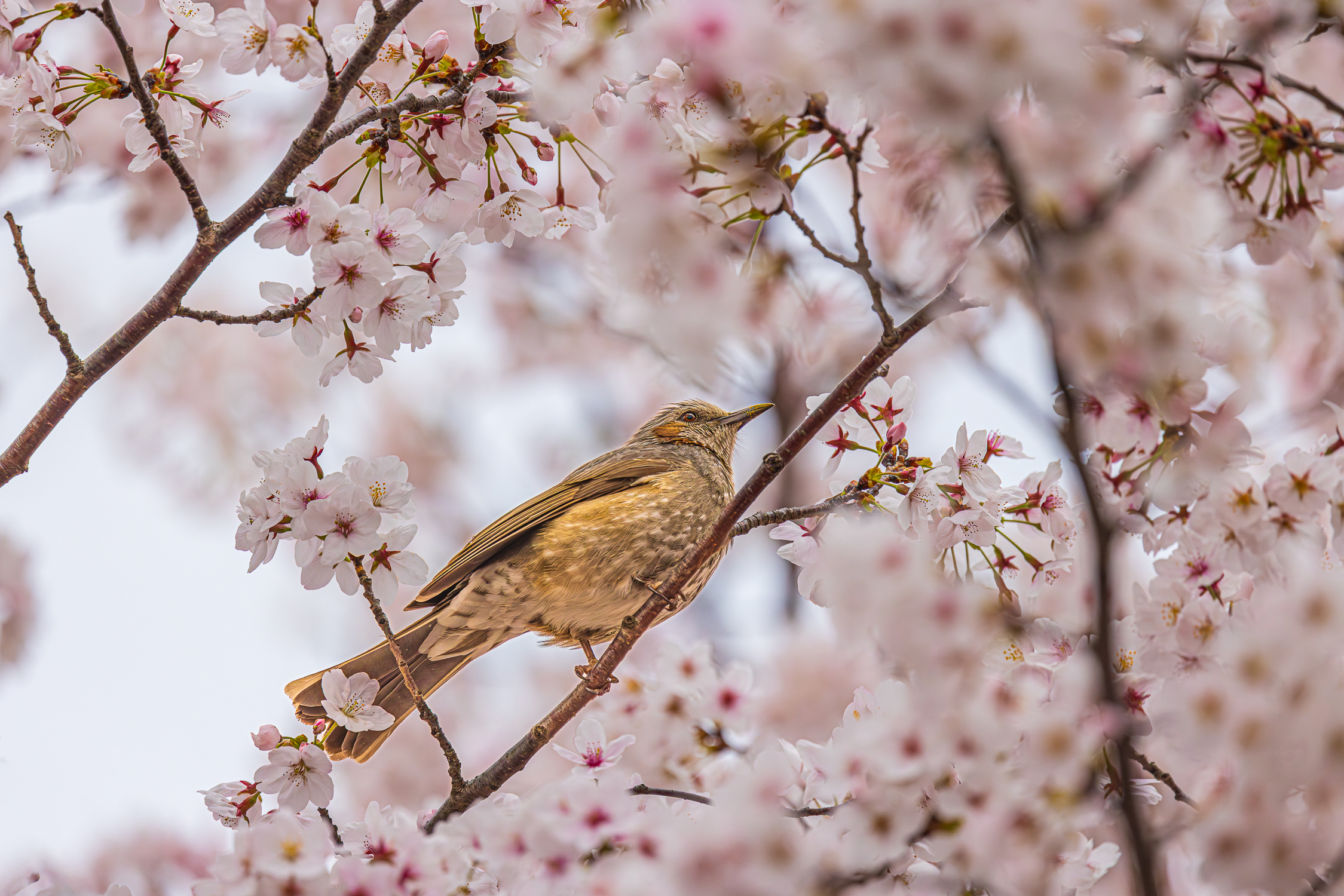 제목 없음 0K1A5965-향상됨-노이즈 감소-1.jpg