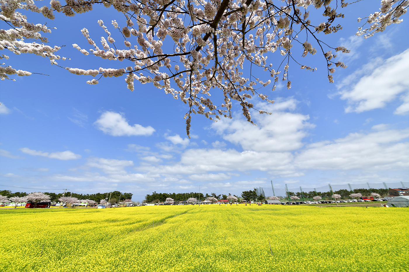 20240409 맹방유채꽃_0332_view-pw.jpg