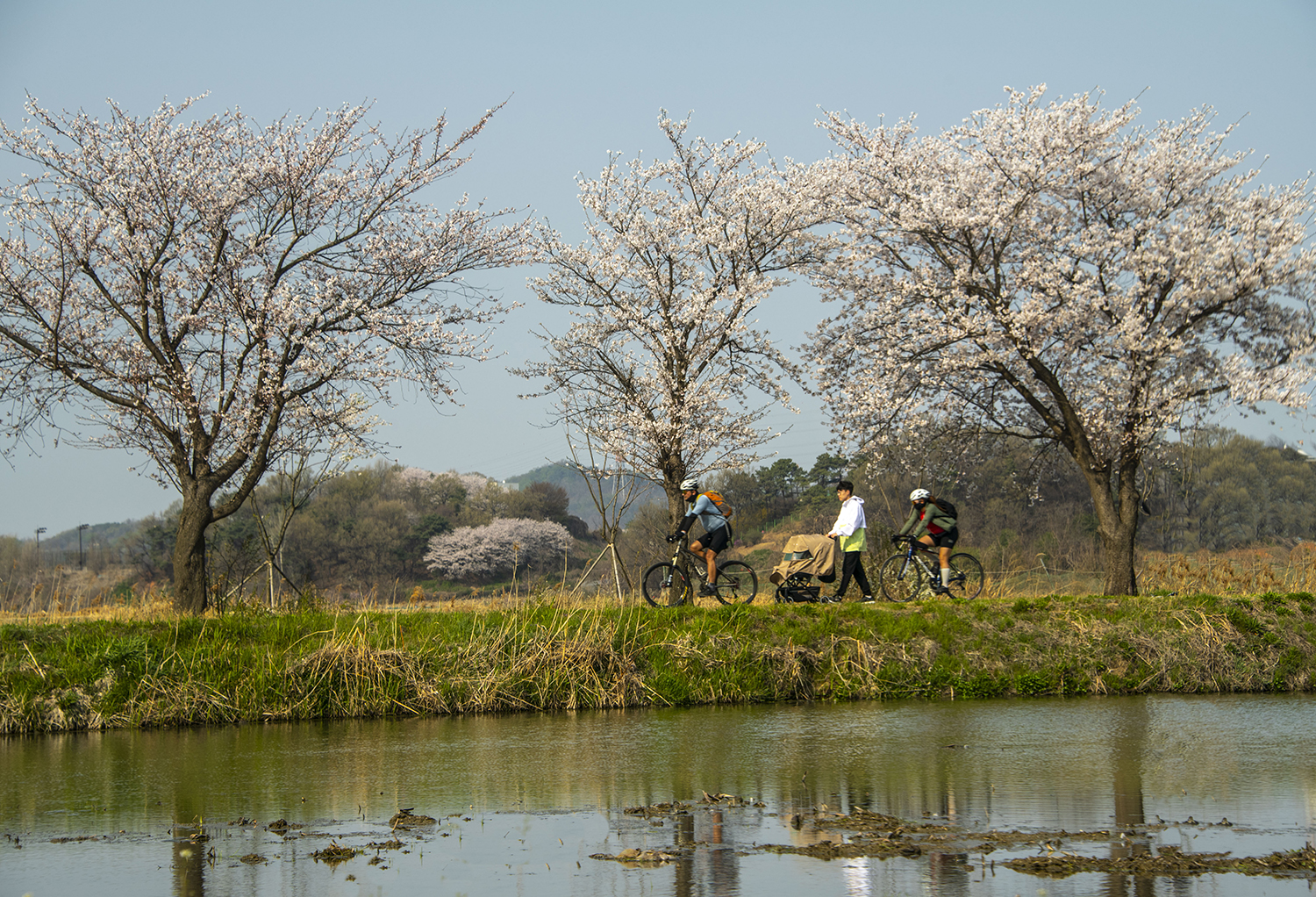 봄날은 간다.JPG