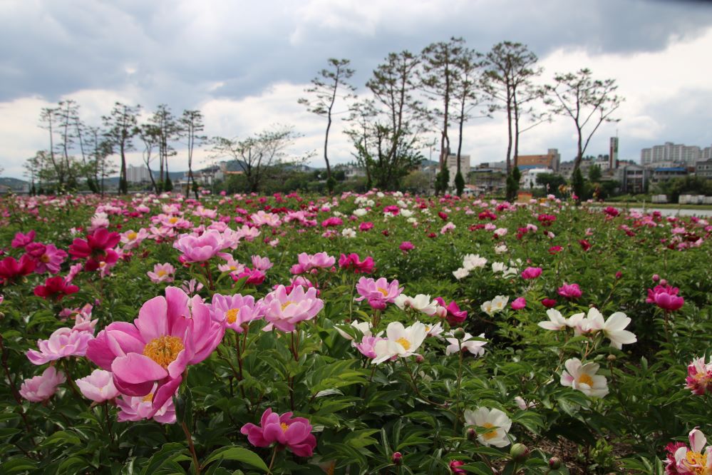 영천의 작약꽃1...jpg