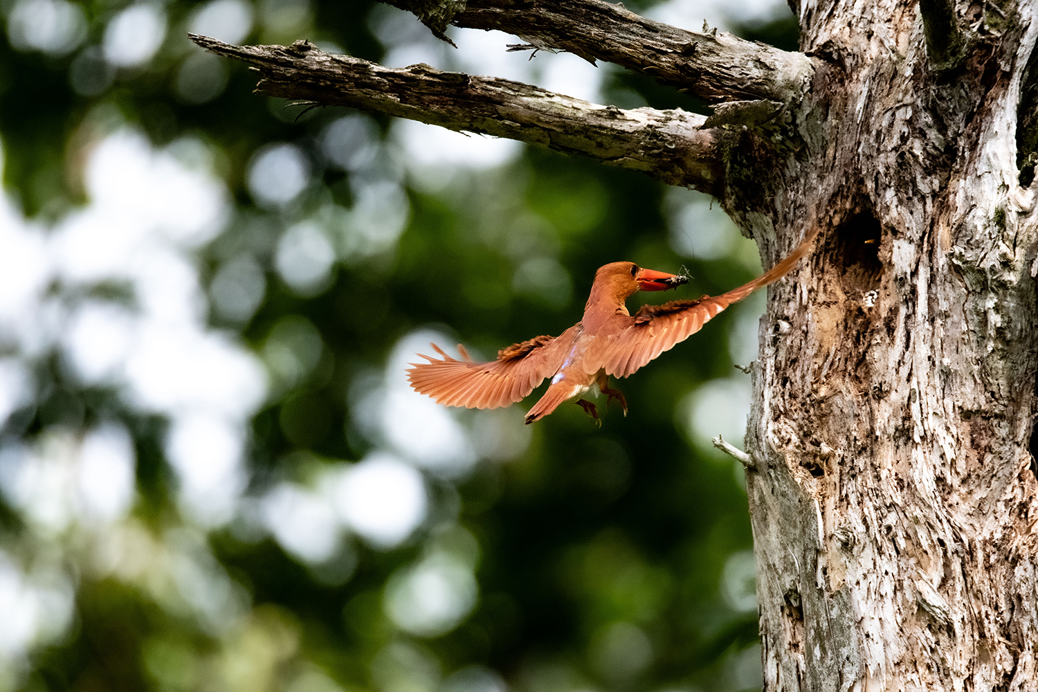 호반새 육추.jpg