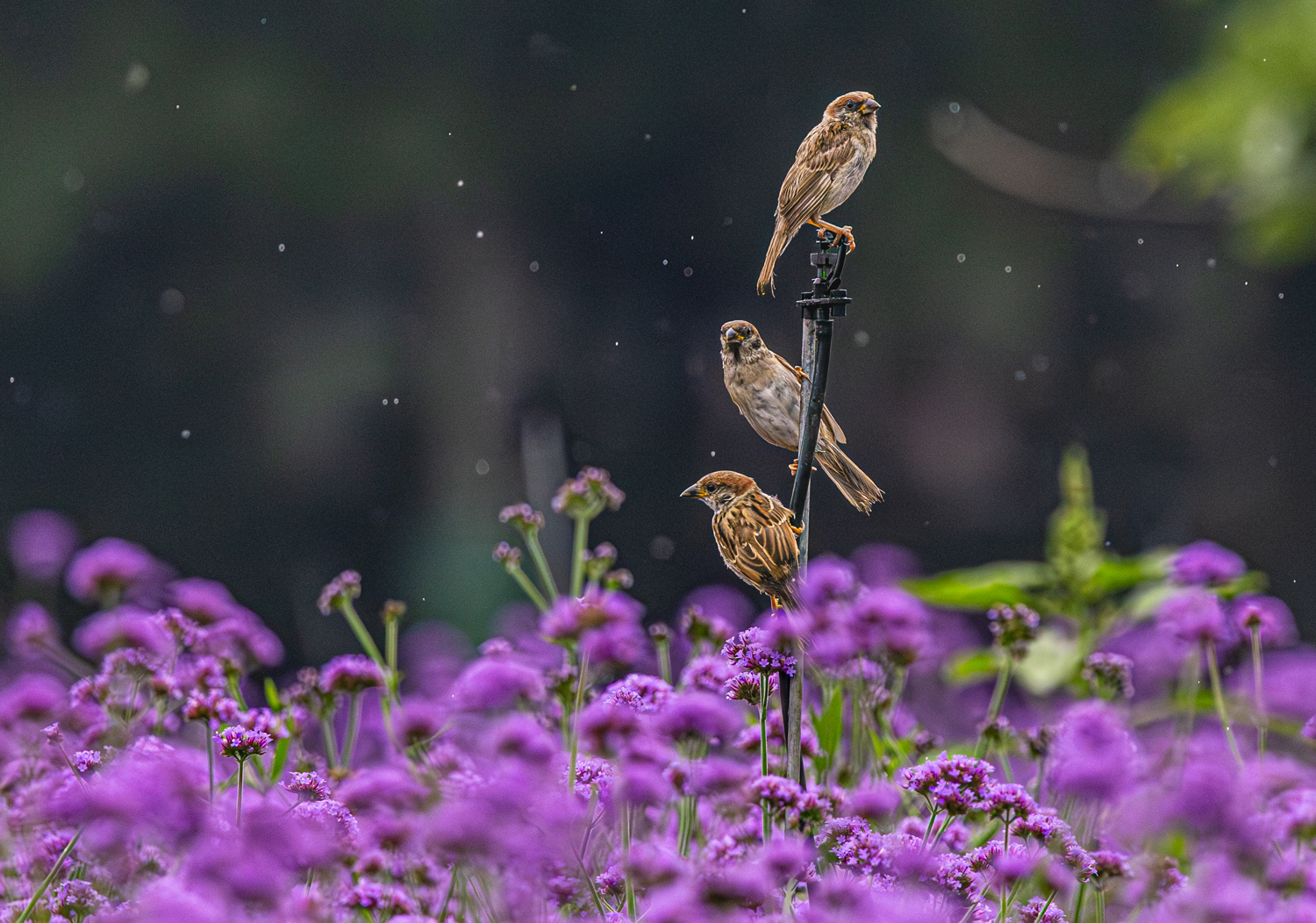 원의참새 (1 - 1).jpg