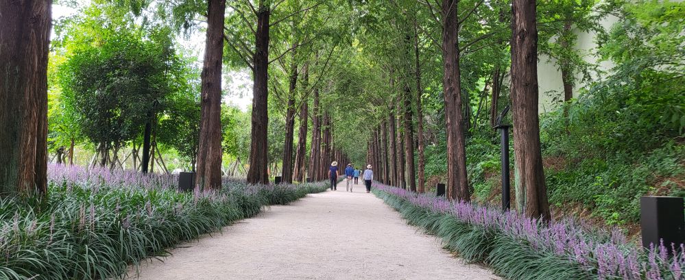 우로지의 맥문동1...jpg