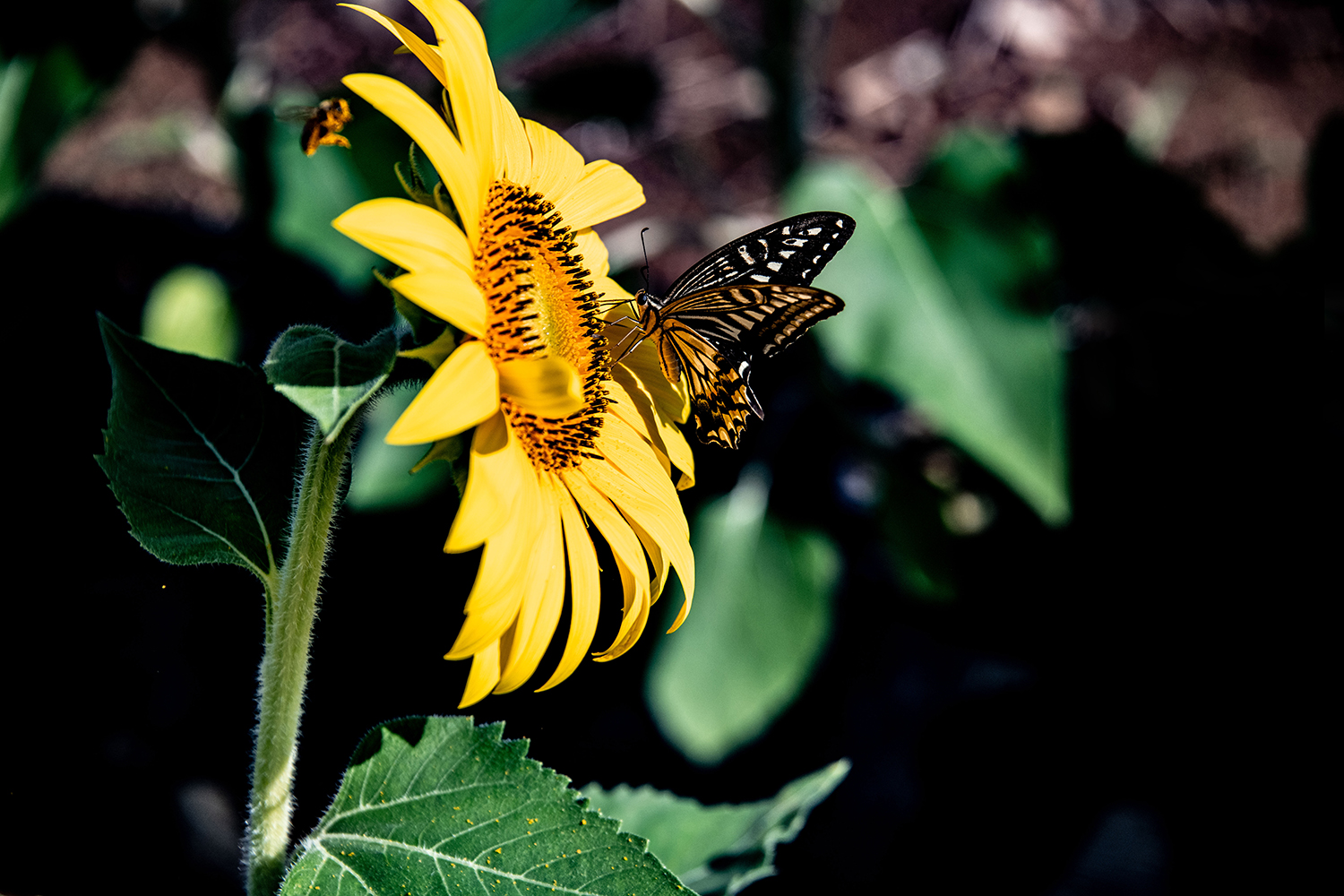 해바라기꽃과 나비.jpg