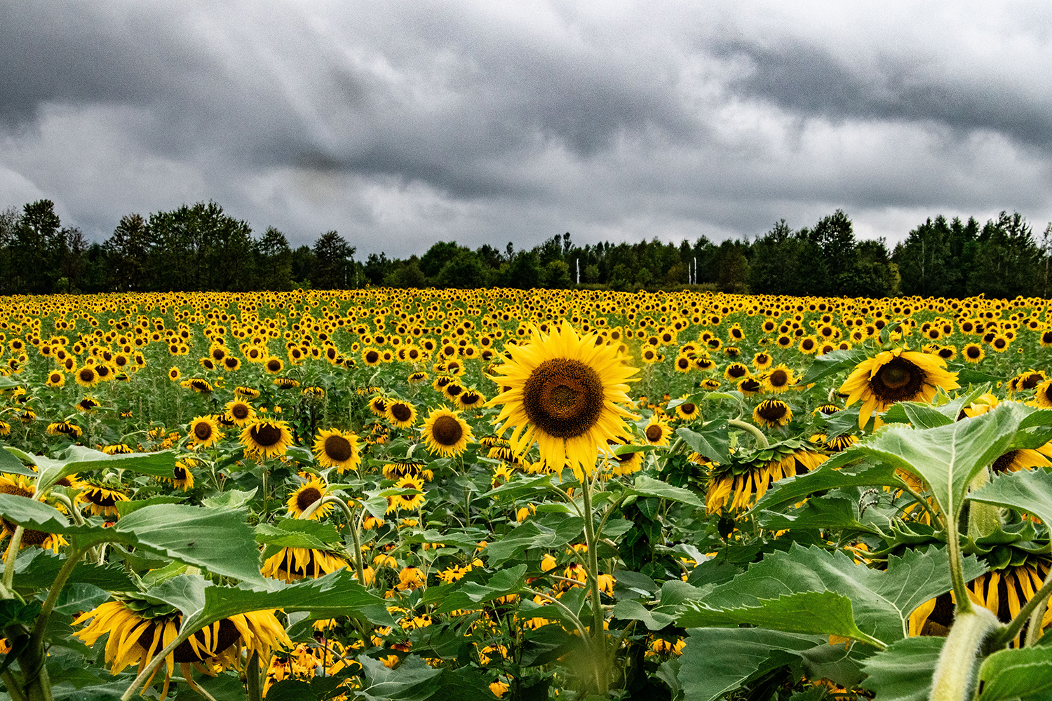 송화강변 해바라기.jpg