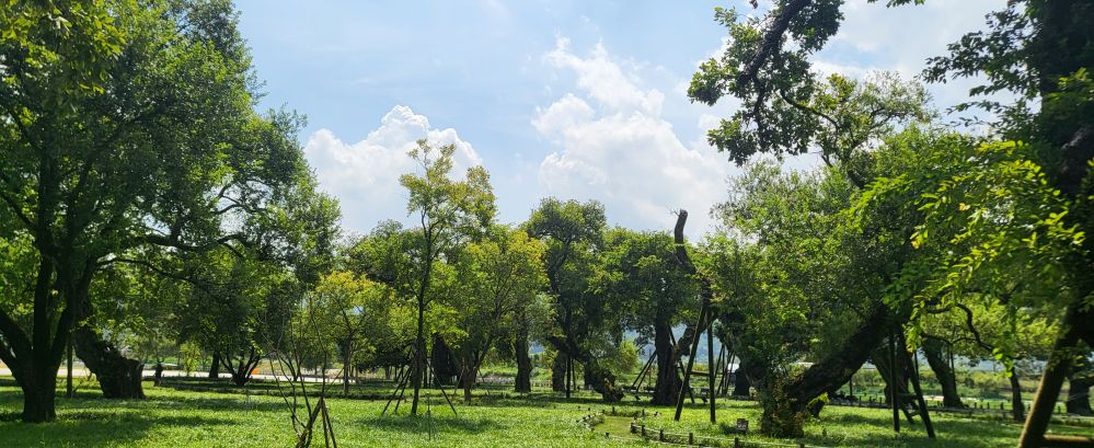 맥문동없는 성밖숲1...jpg