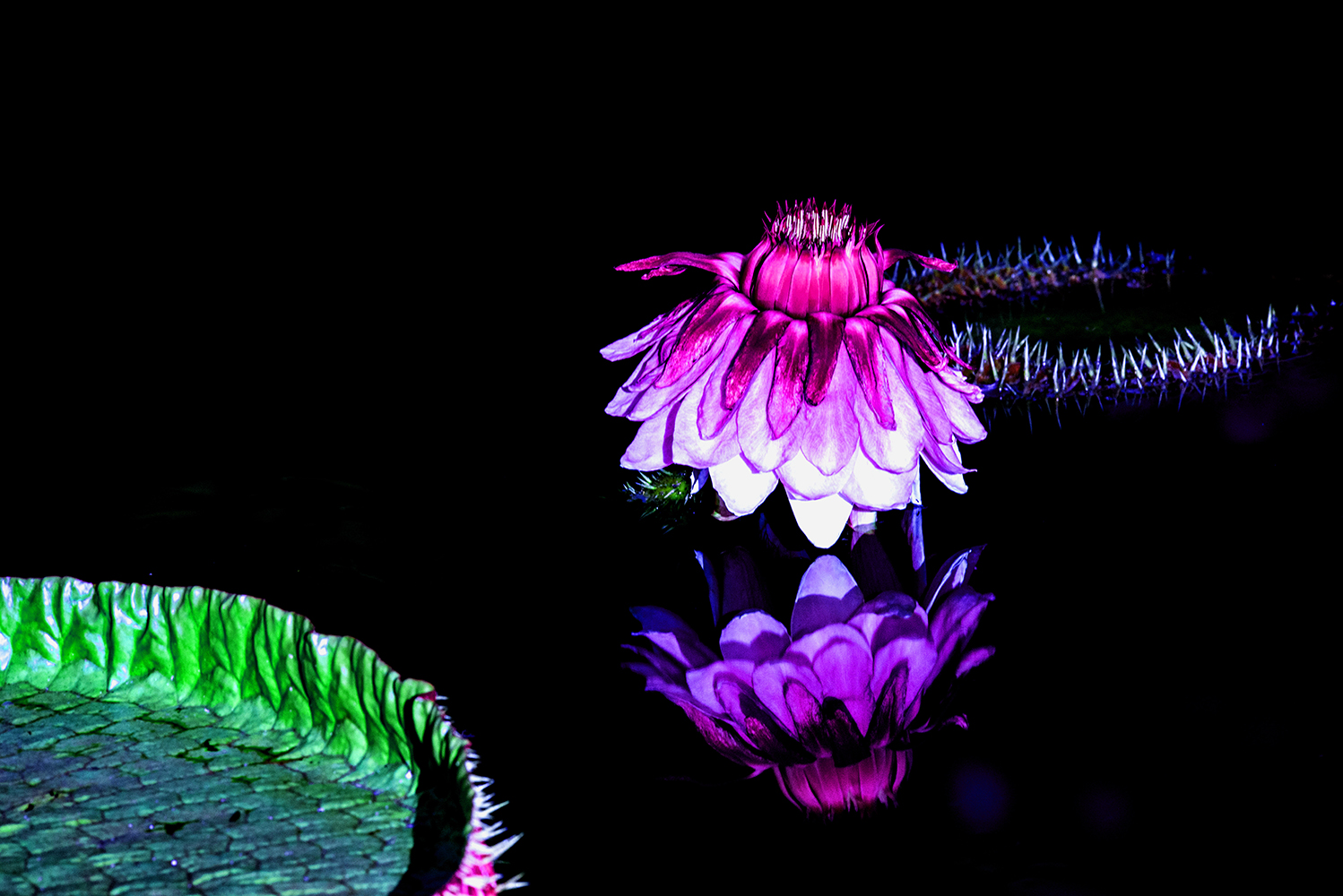 빅토리아꽃 대관식.jpg