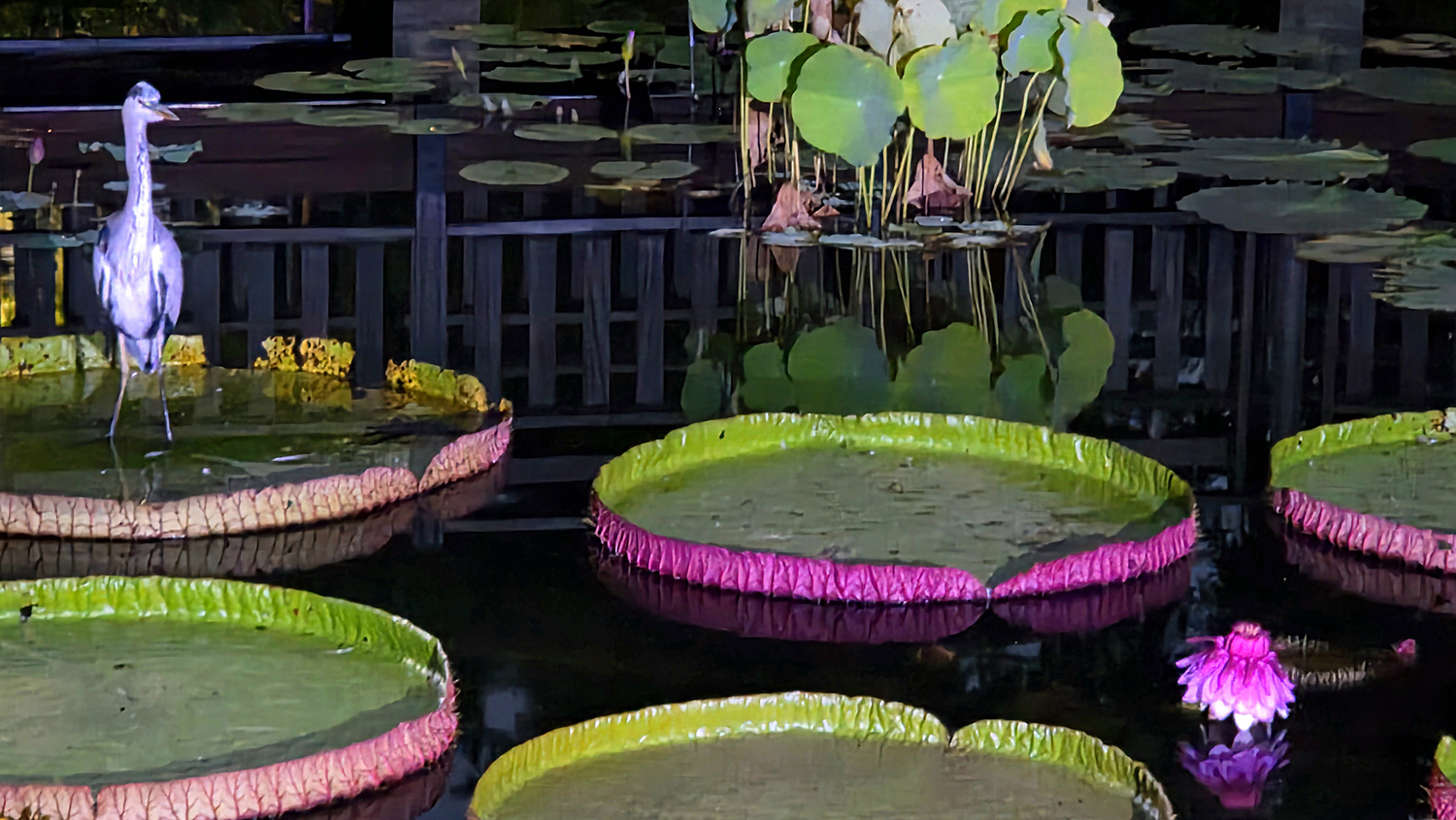 왜가리의 꽃 감상.jpg